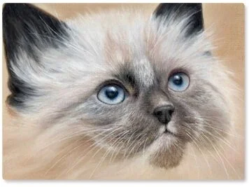 Revealed: Our New Siamese Kitten Project