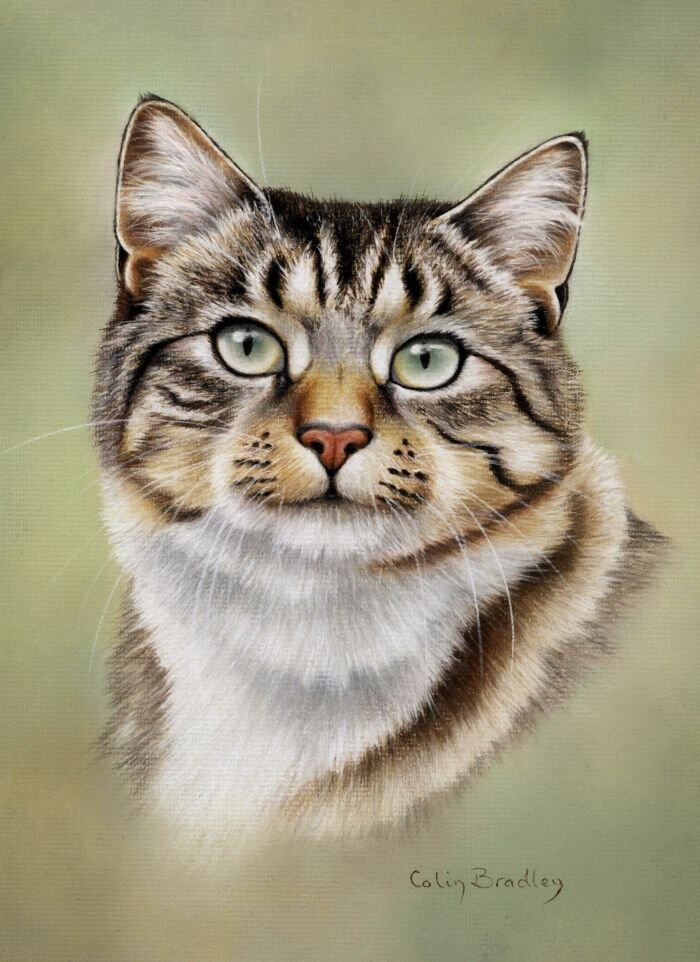Easiest Animals To Draw With Pastel Pastels — The Colin Bradley School of  Art