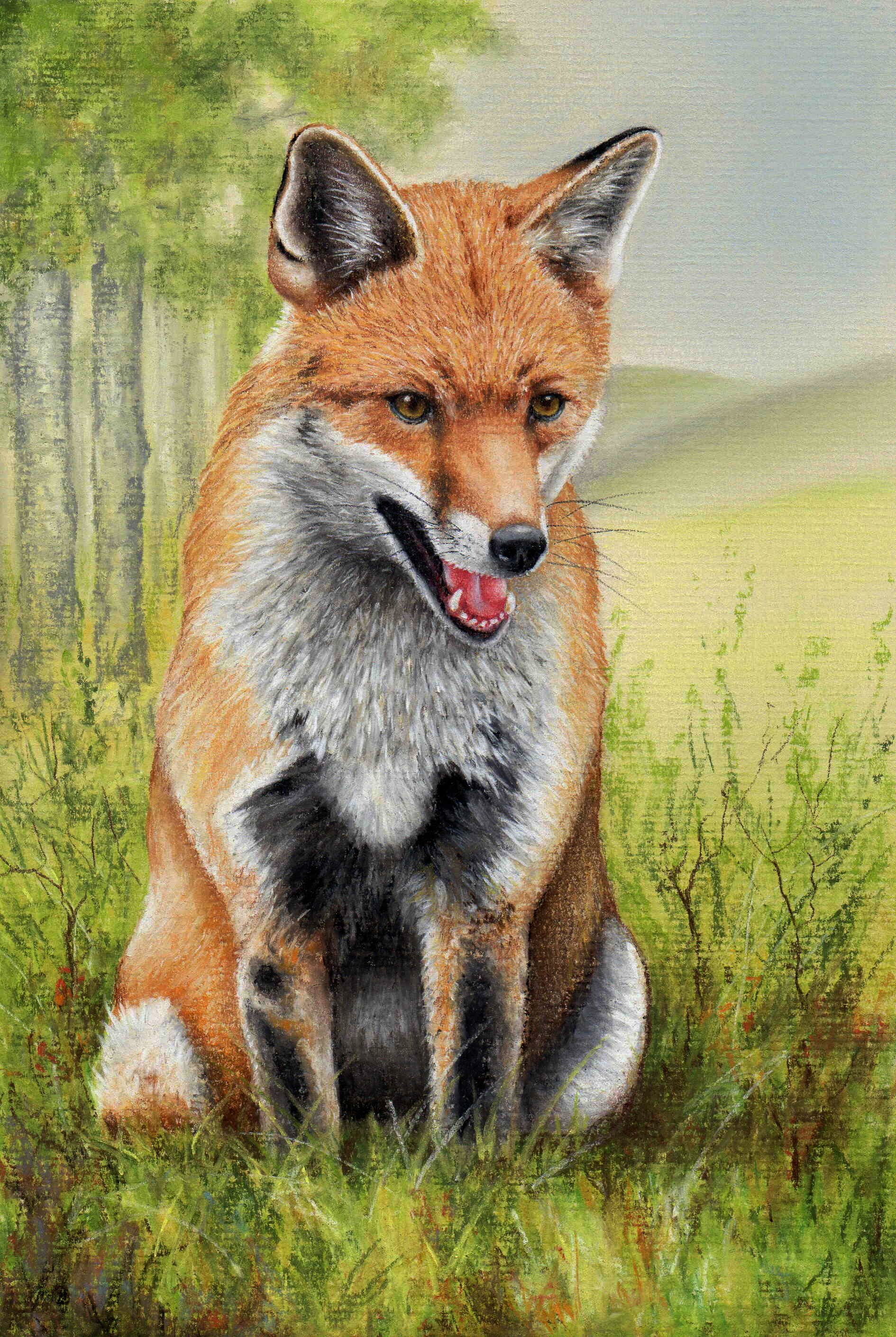 How to Draw a Fox with Pastel Pencils — The Colin Bradley School of Art