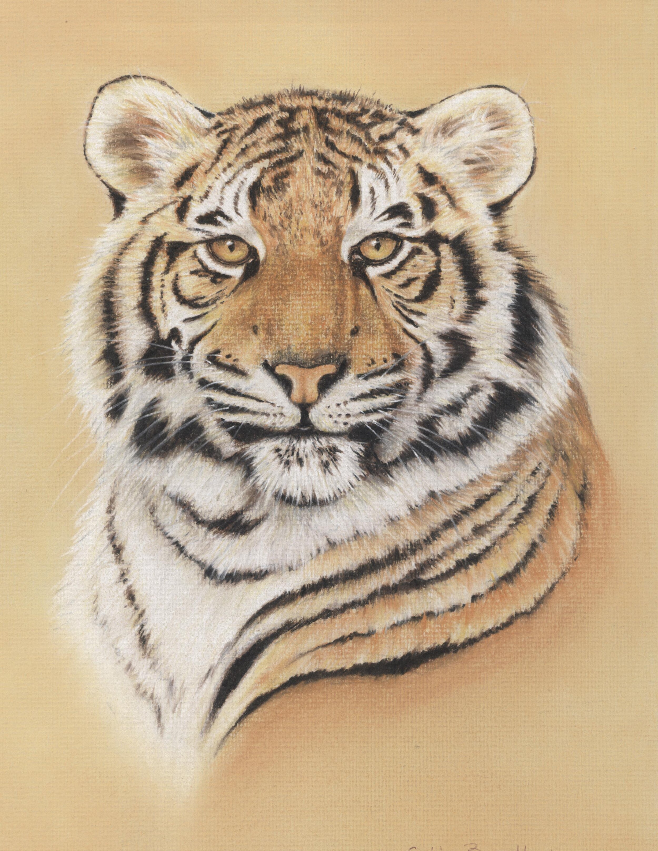 Buy Tiger Drawing ORIGINAL Colored Pencil Artwork Wildlife Art Online in  India  Etsy