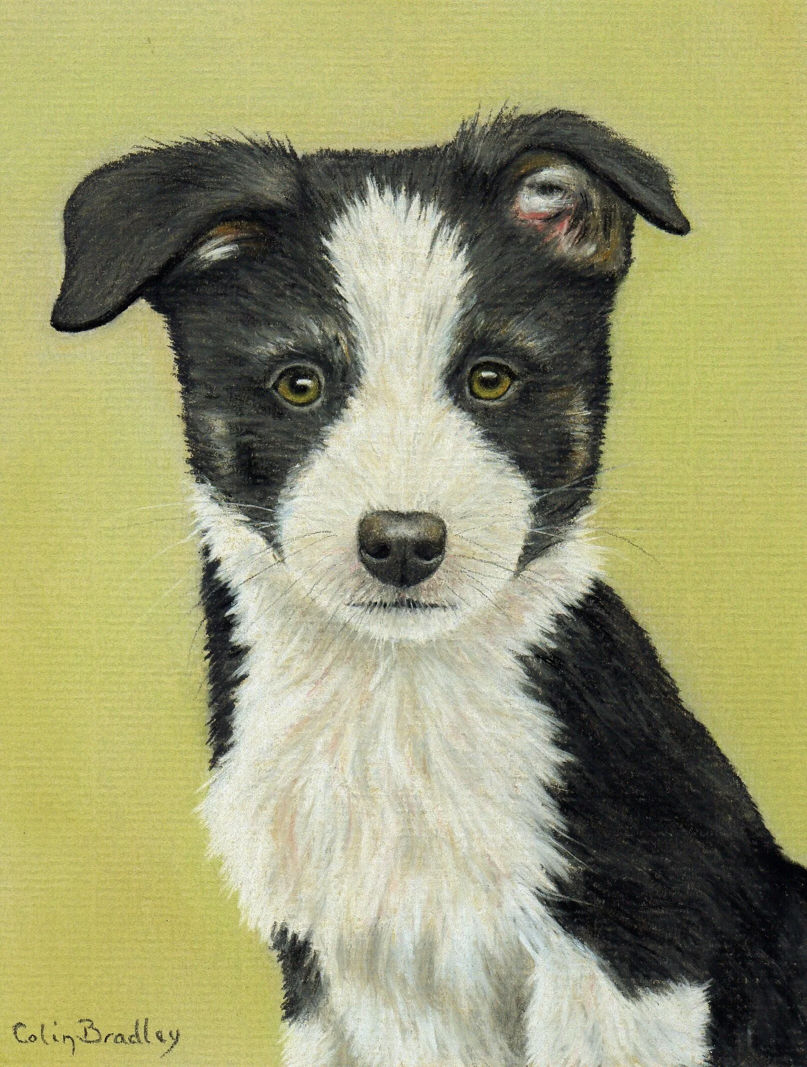 How to Draw a Border Collie: Step-by-Step Guide for Beginners
