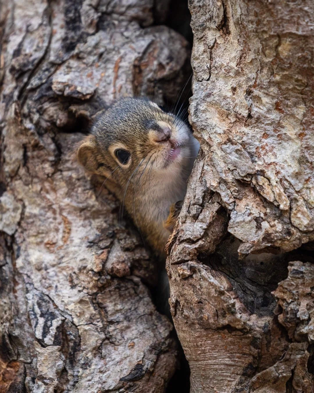 Happy Earth day 🌎 

I&rsquo;ve always wanted to do wildlife photography but between Halifax life, a full-time schedule, and how good animals are at staying hidden, it&rsquo;s been tough. 

So I&rsquo;m trying to start slowing down and looking closer