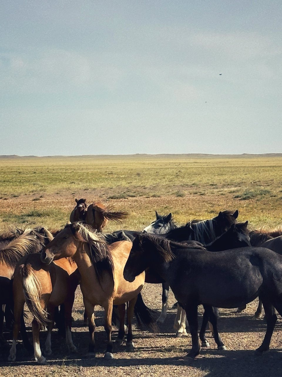 Mongolia Dzikie Konie Park Narodowy Tokarski Michał.jpeg