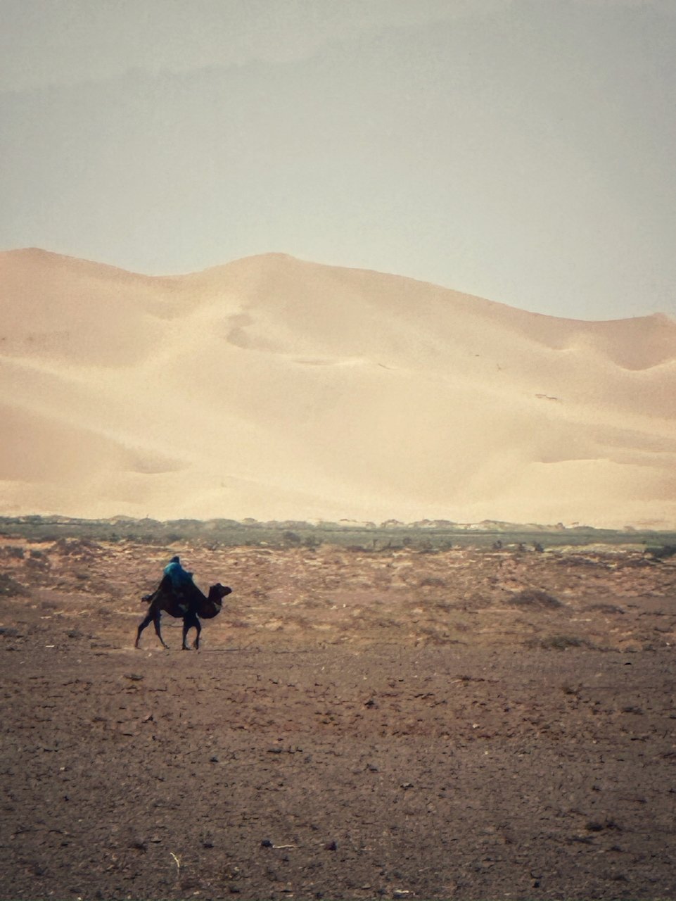 Camel Gobi Desert Mongolia.jpeg
