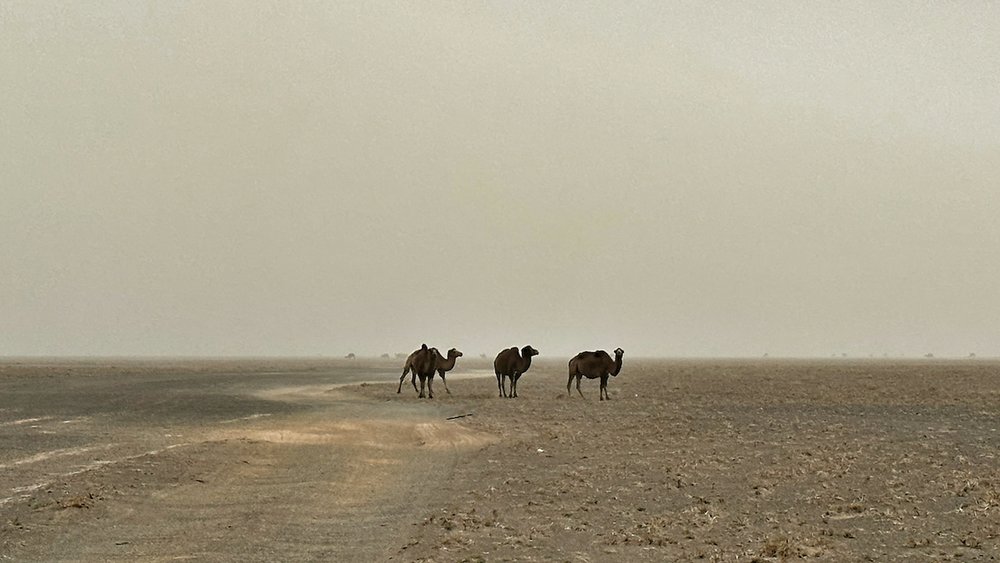 Mongolia Wild Camels.jpeg