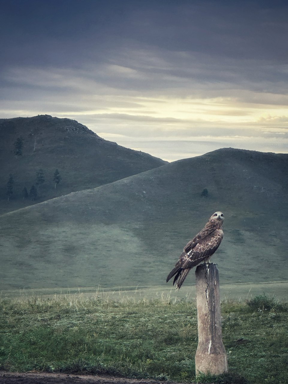 Mongolia Wild Bird Predator.jpeg