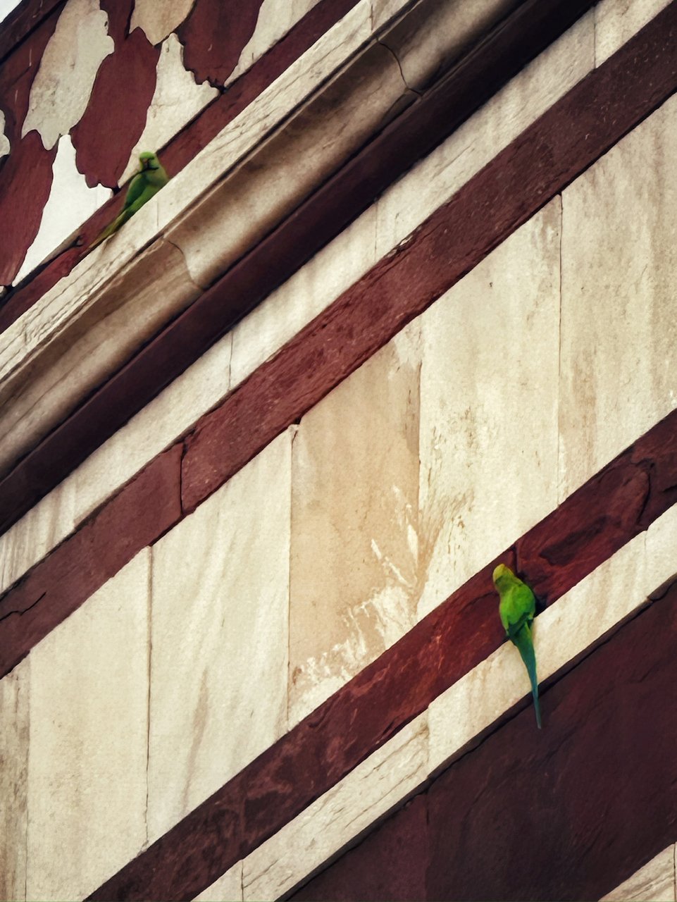 humayun tomb green parrots.jpeg