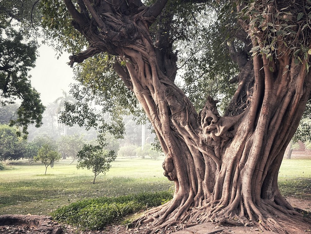 Humayun Tomb park tree.jpeg