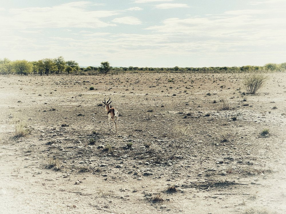 Namibia Springbok anelope.jpeg