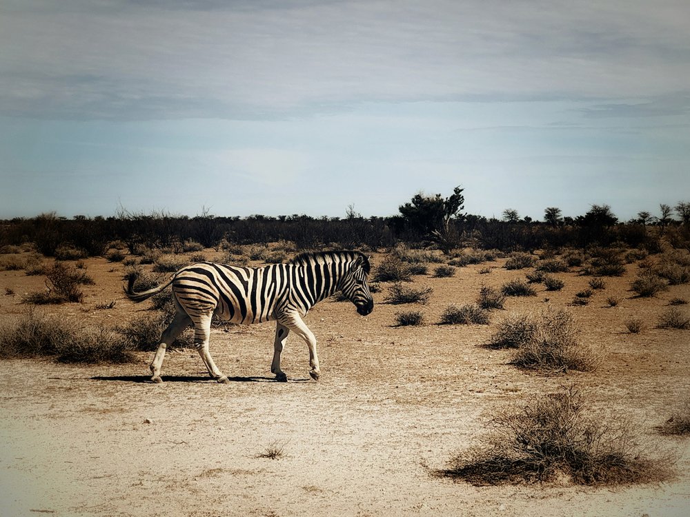 Namibia Zebra.jpeg
