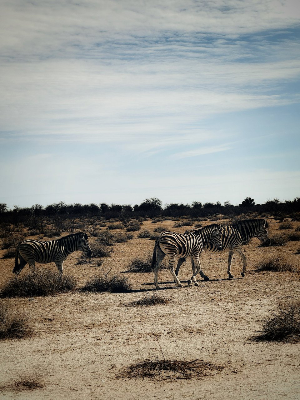 Namibia Zebry.jpeg