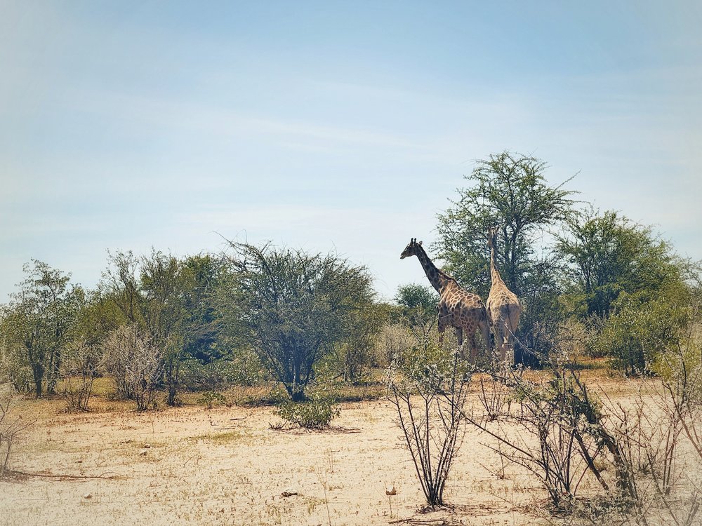 Namibia Żyrafy.jpeg