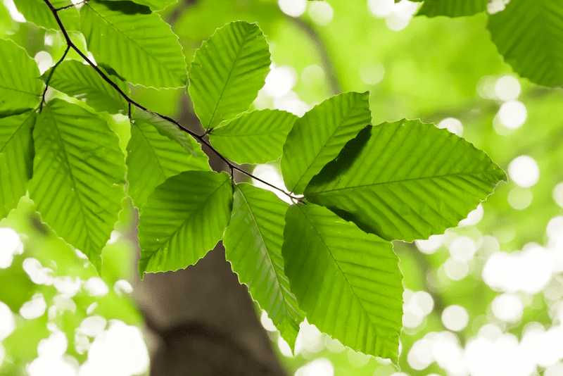 leaf.png