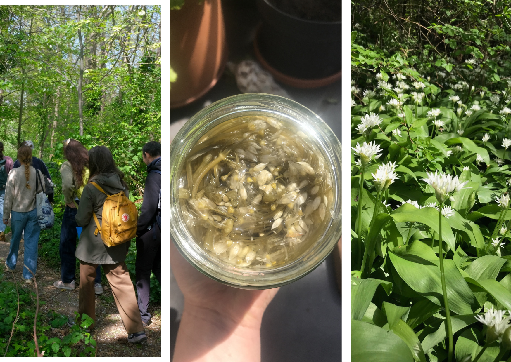 Wild Garlic - Pickled Wild Garlic - Group of Foragers