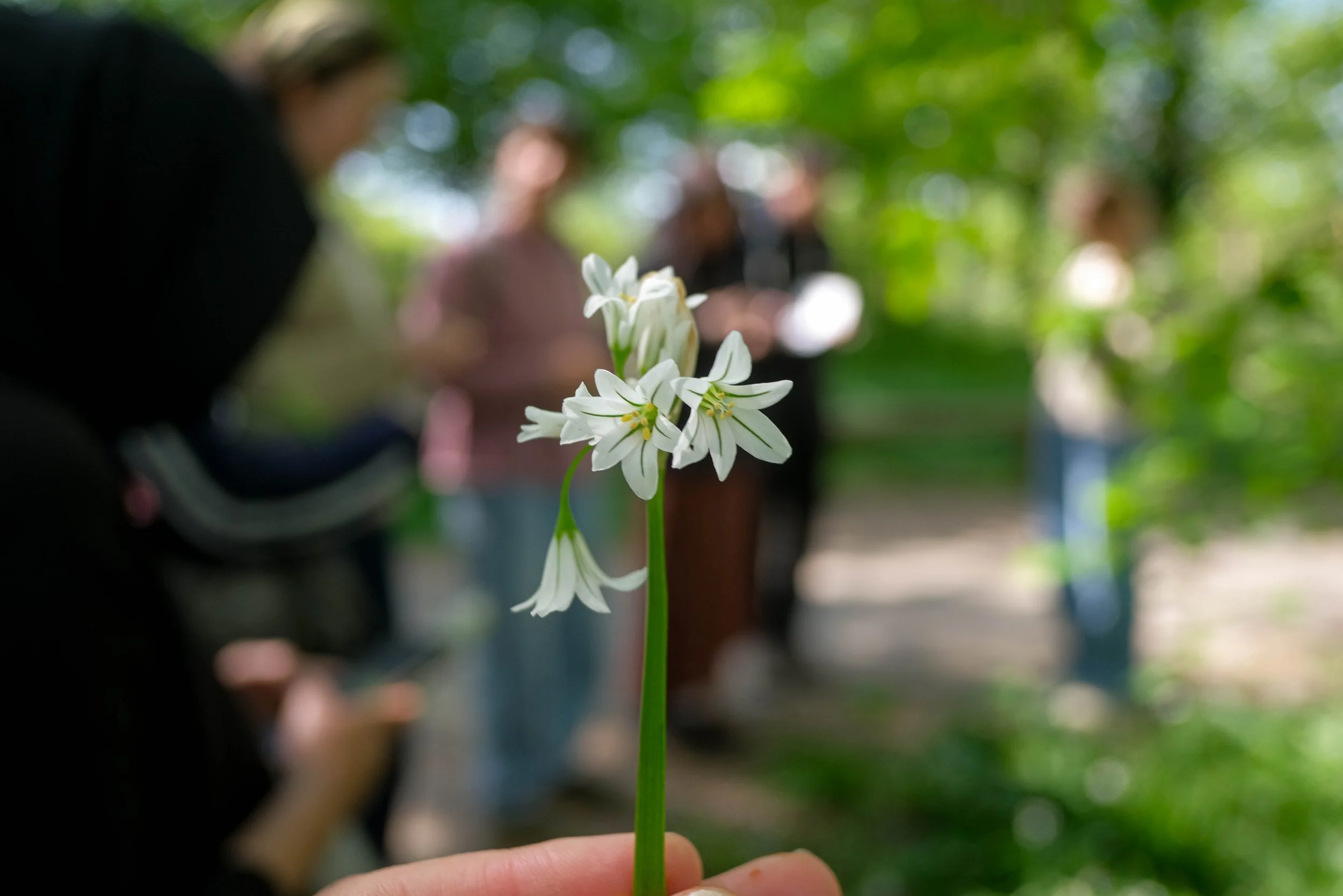 Close up of Three cornered Leek