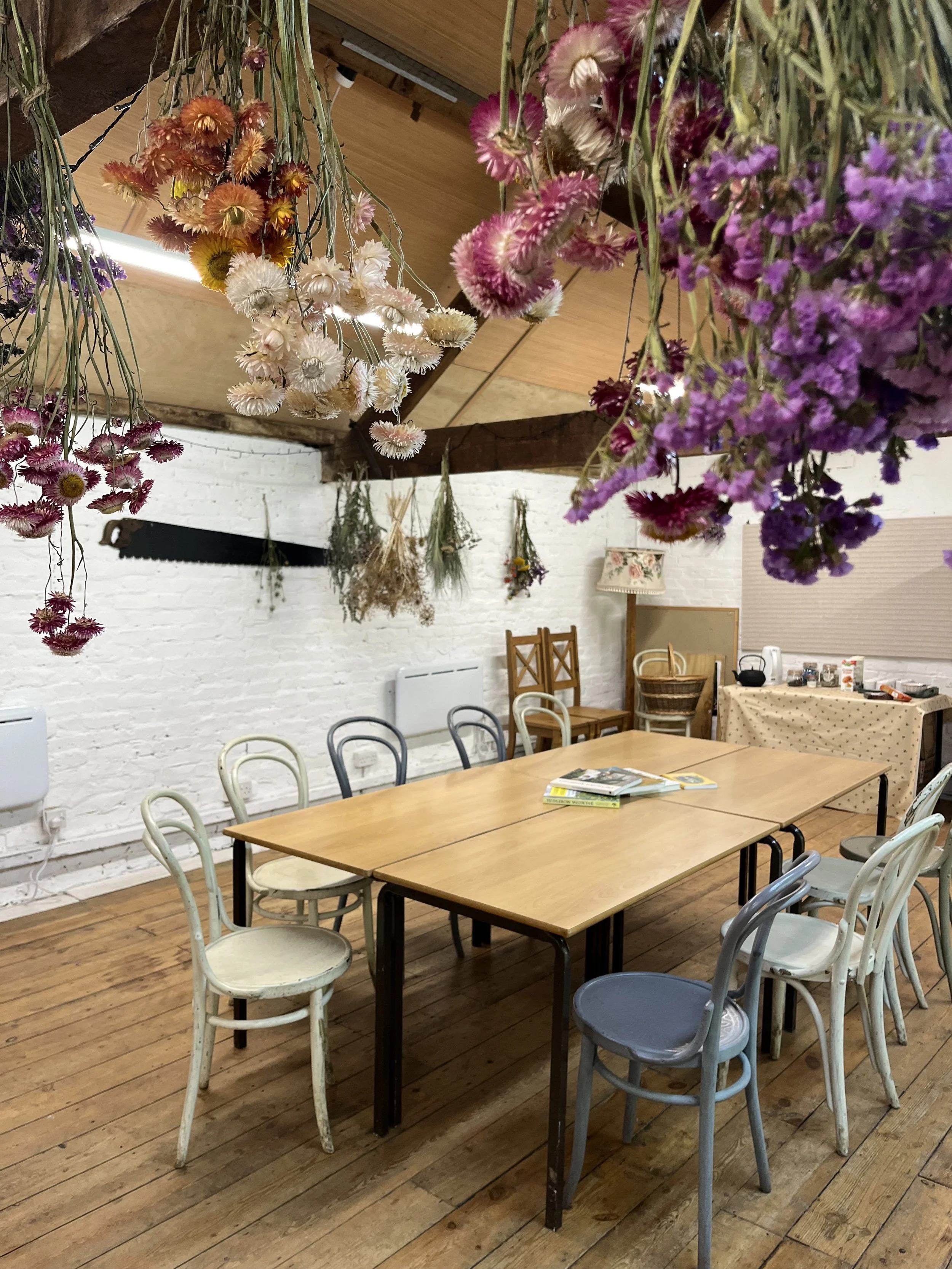 Close up of everlasting flowers