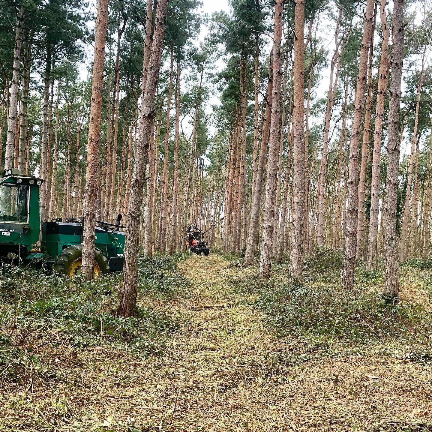 Flail removed a good deal of brambles today, saves me a lot of time doing it by hand. #flailmowing #woodlandmanagement #discgolfcourse #discgolf #discgolflife #newdiscgolfcourse #thegreatoutdoors #makingmoves #clearance #frisbeegolf
