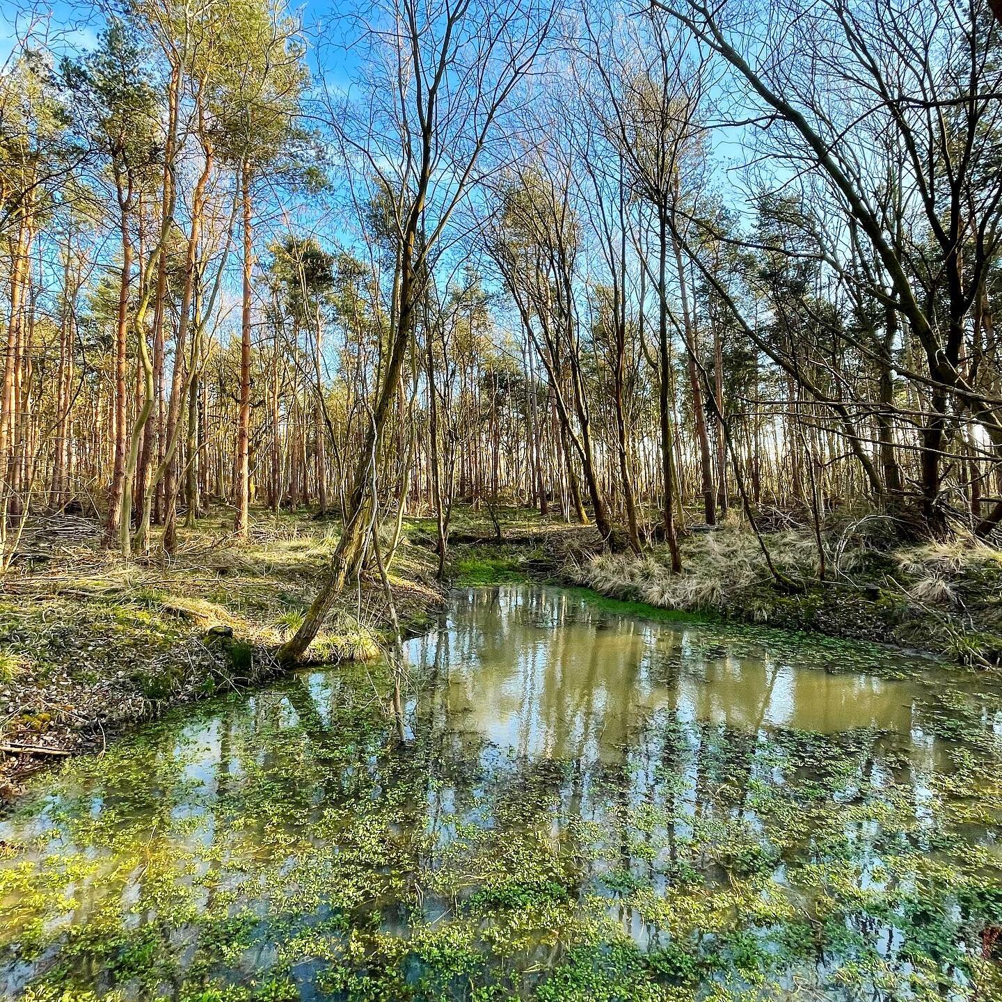 Gilly&rsquo;s is looking greener as each day passes, soon it will be a blanket of blue. #woodlandmanagement #discgolf #spring #springiscoming #bluebellseason #bluebellwoods #bluebells #pond #pondlife #discgolfcourse