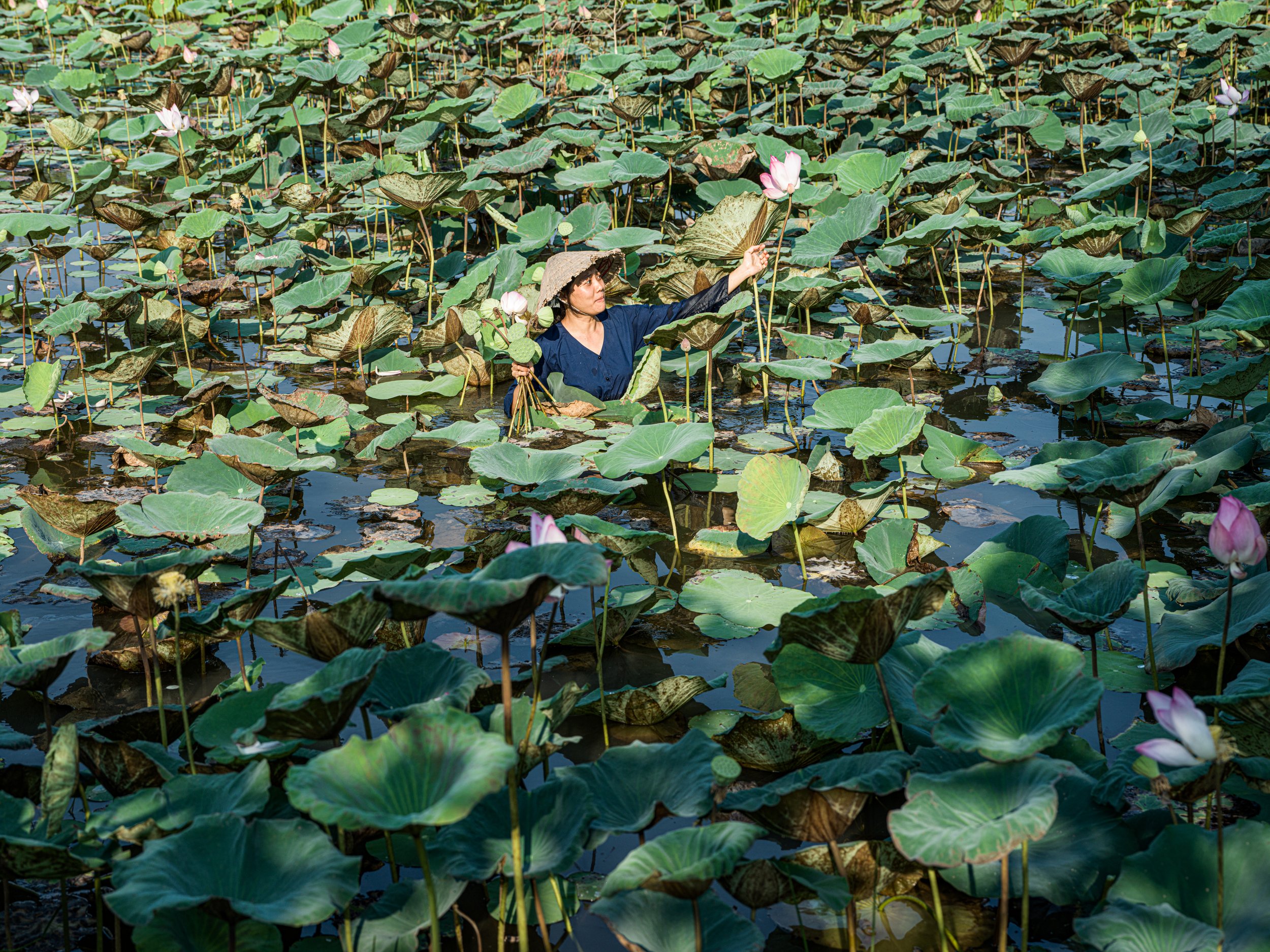 in amongst the lotus plants...1
