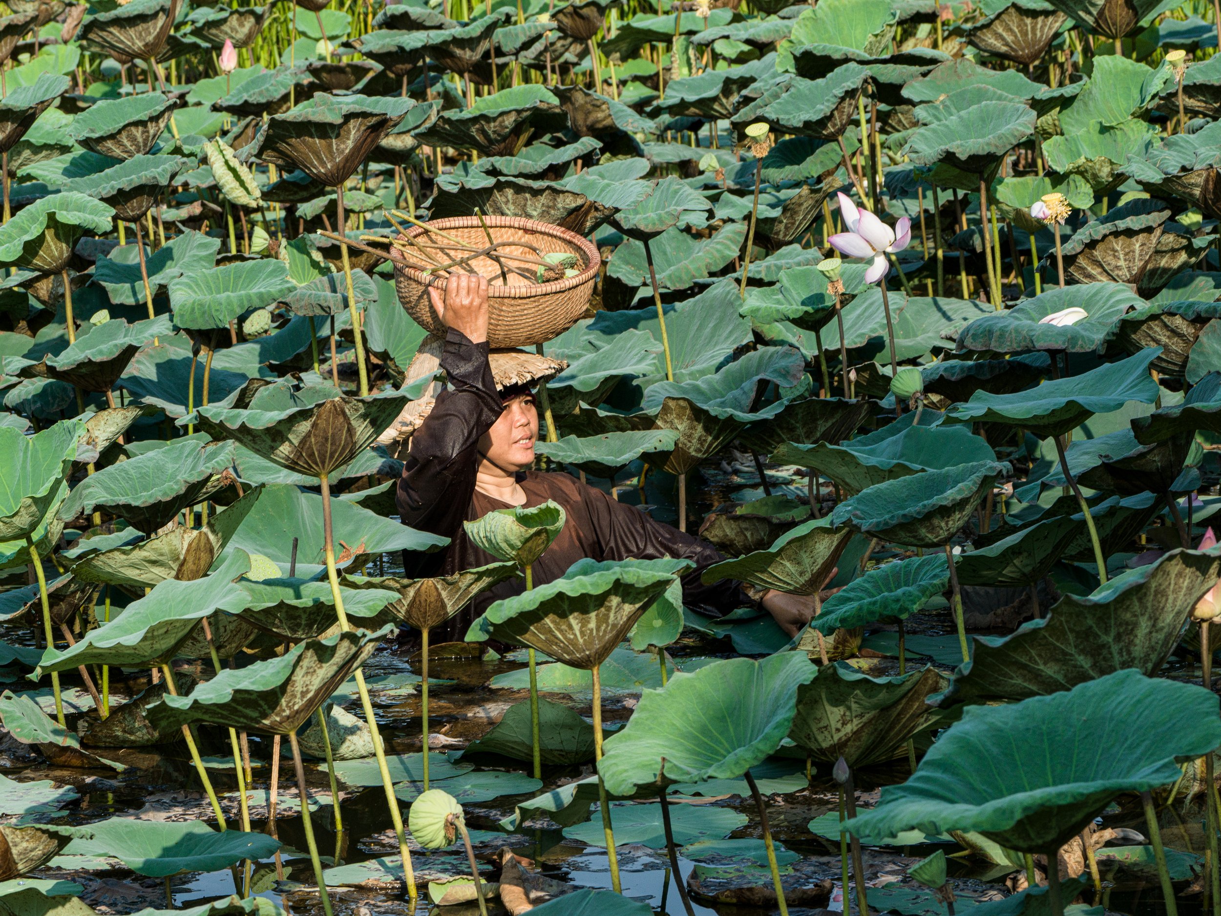 in amongst the lotus plants........ no 2