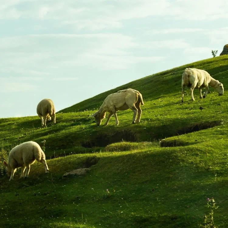 Greener Pastures