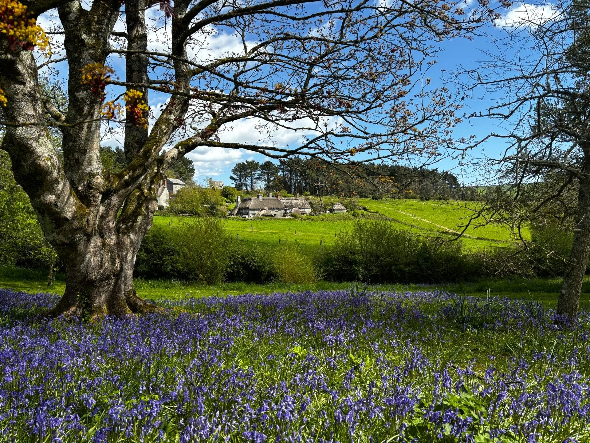 4 April Bluebells Mothecombe House gardens.jpg