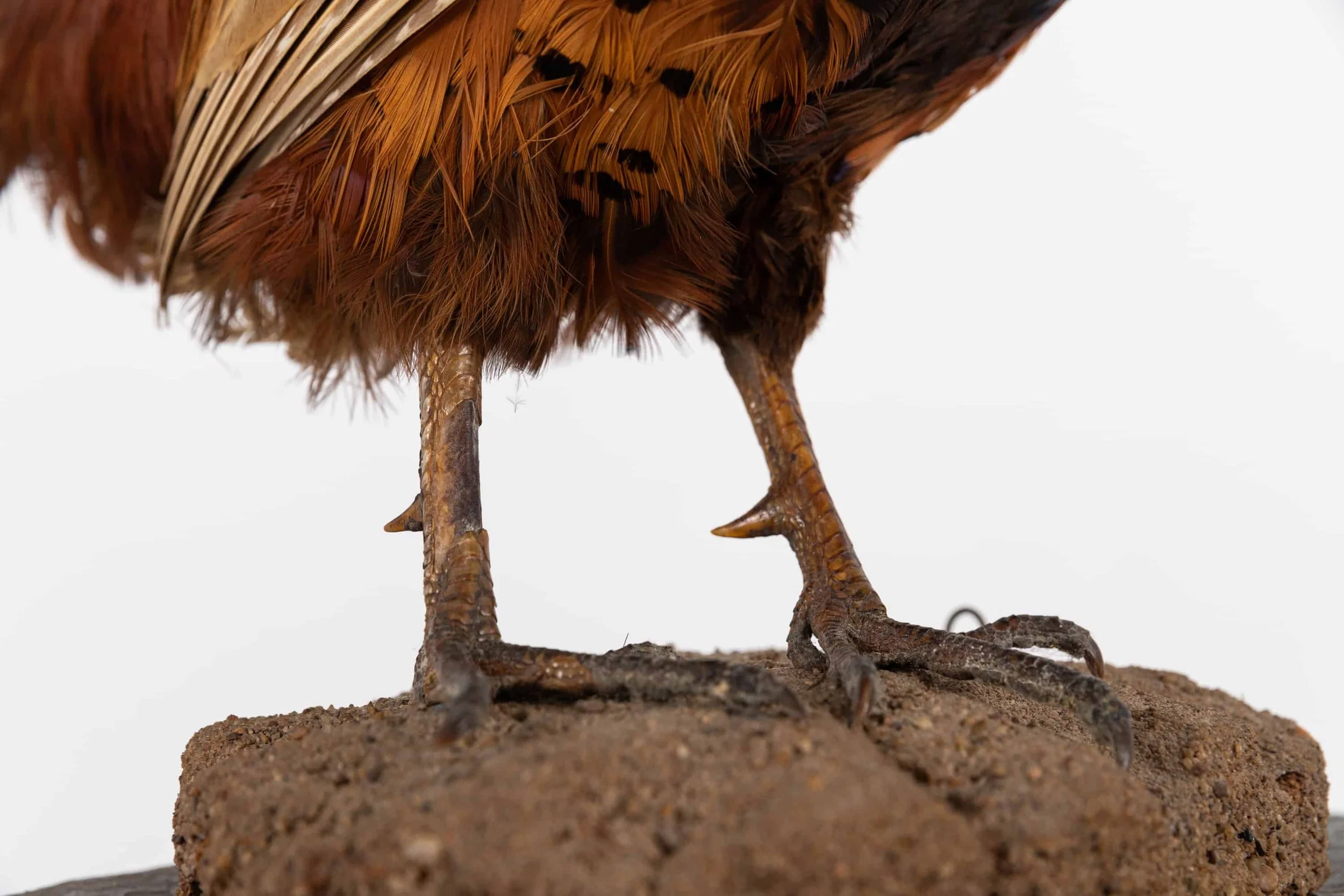 Vintage Antique French Pheasant Taxidermy Model (9).jpg