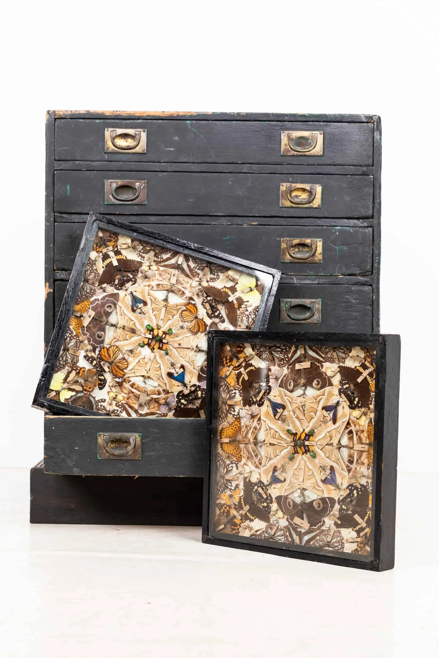 Pair of Antique Decorative Butterfly and Moth Entomology Display Cases (14).jpg