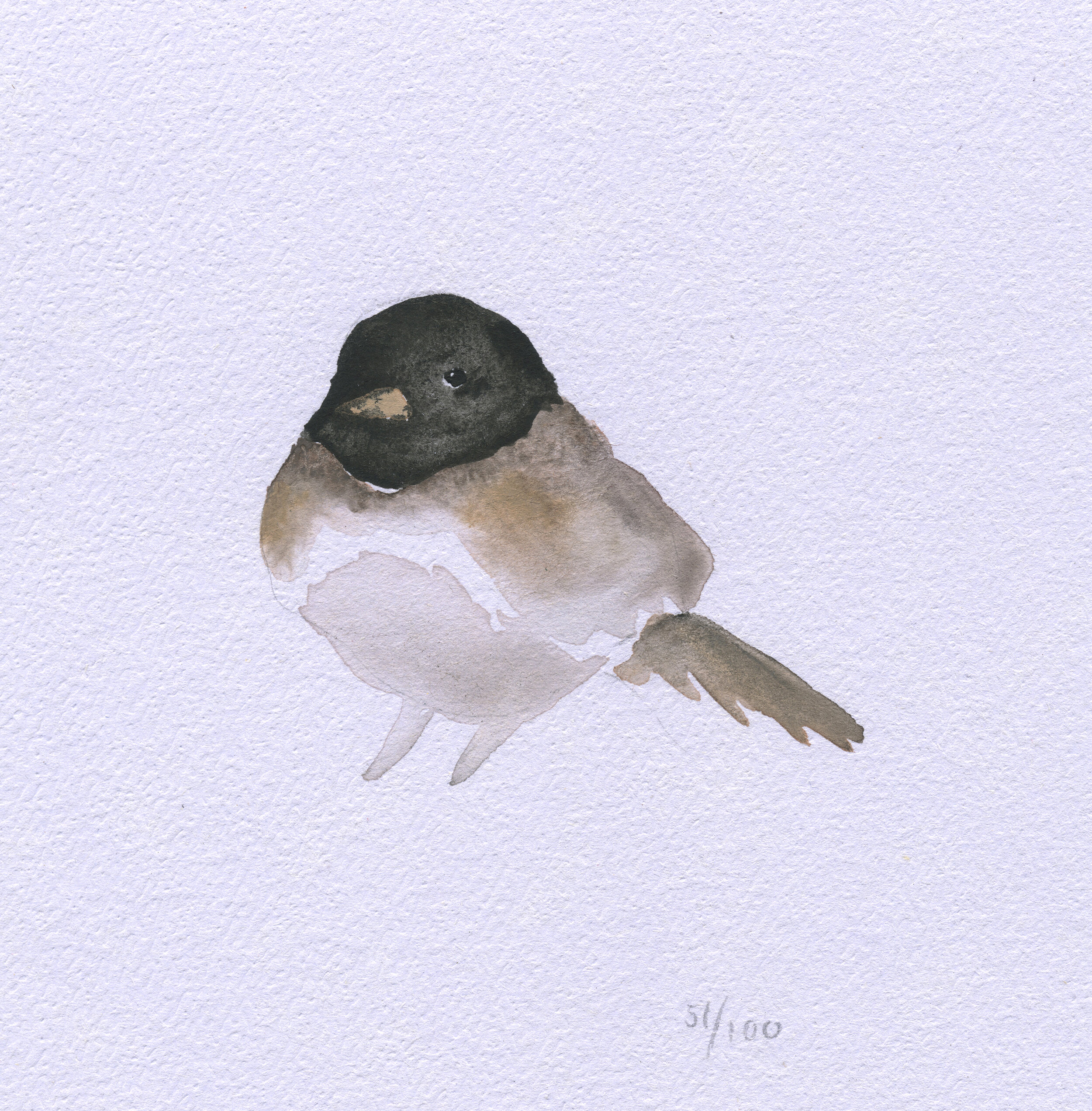Chickadee.jpeg