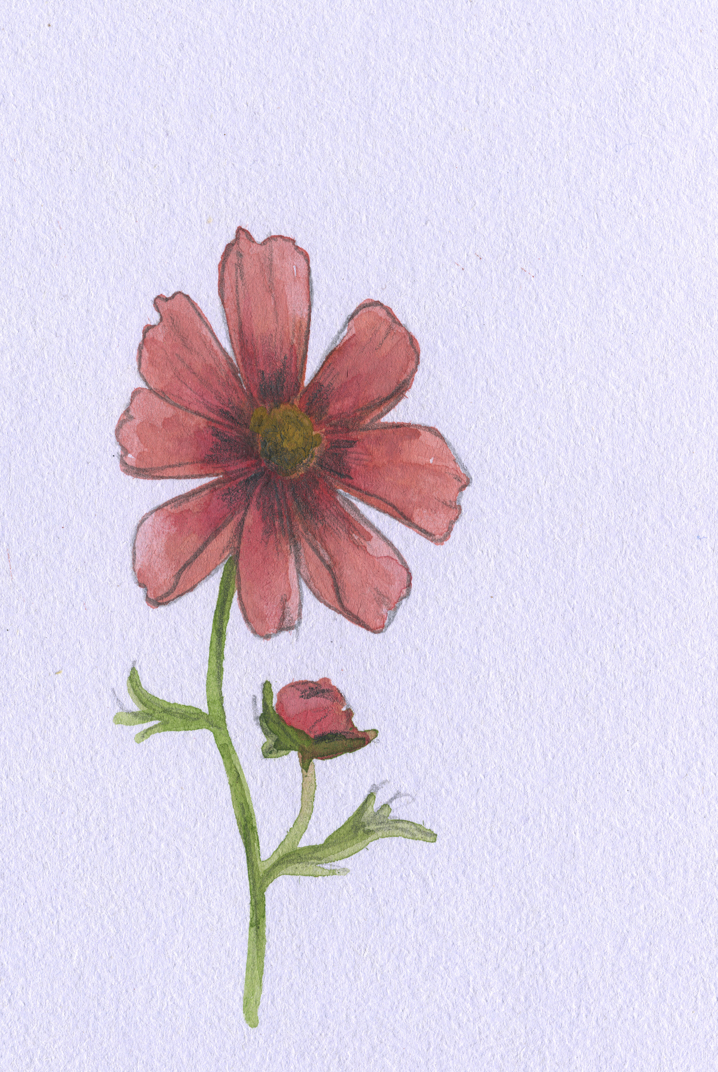 Botanical Watercolors Series