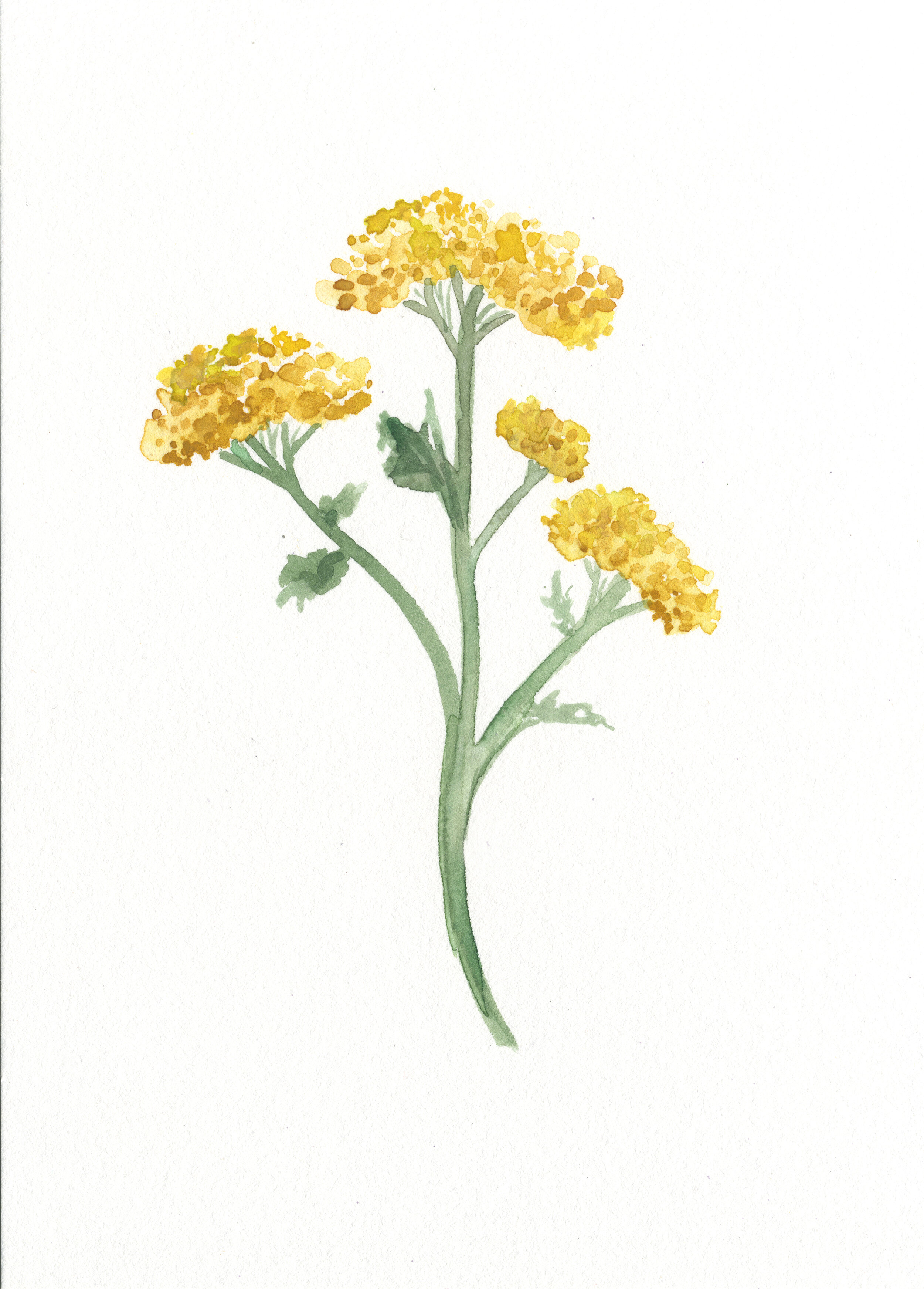 Yarrow.jpeg