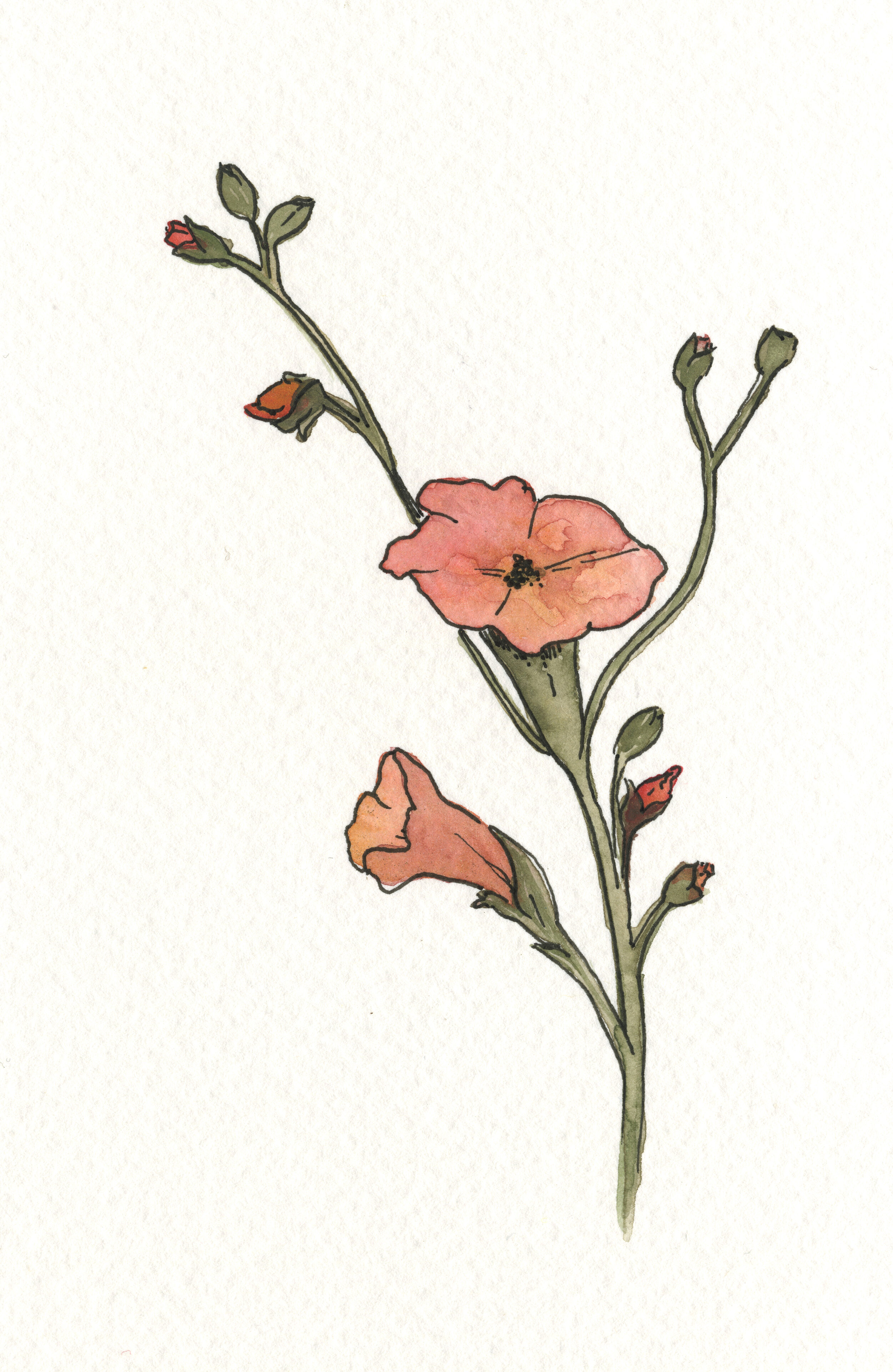 Red flower.jpeg