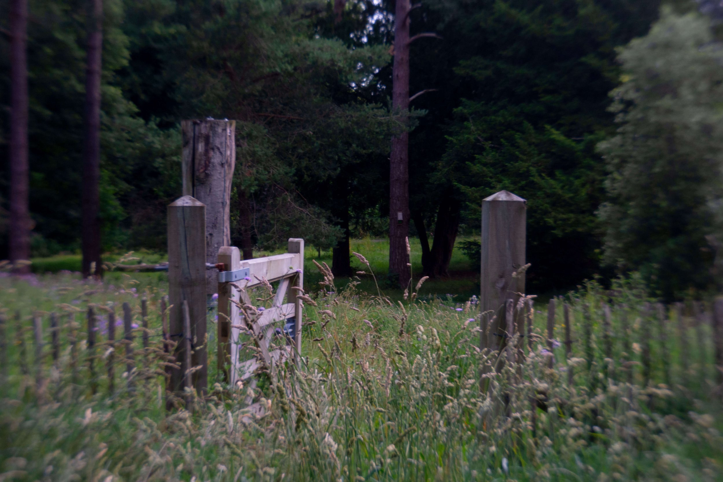 A photo of a gate open in a field with tall grass and wildflowers