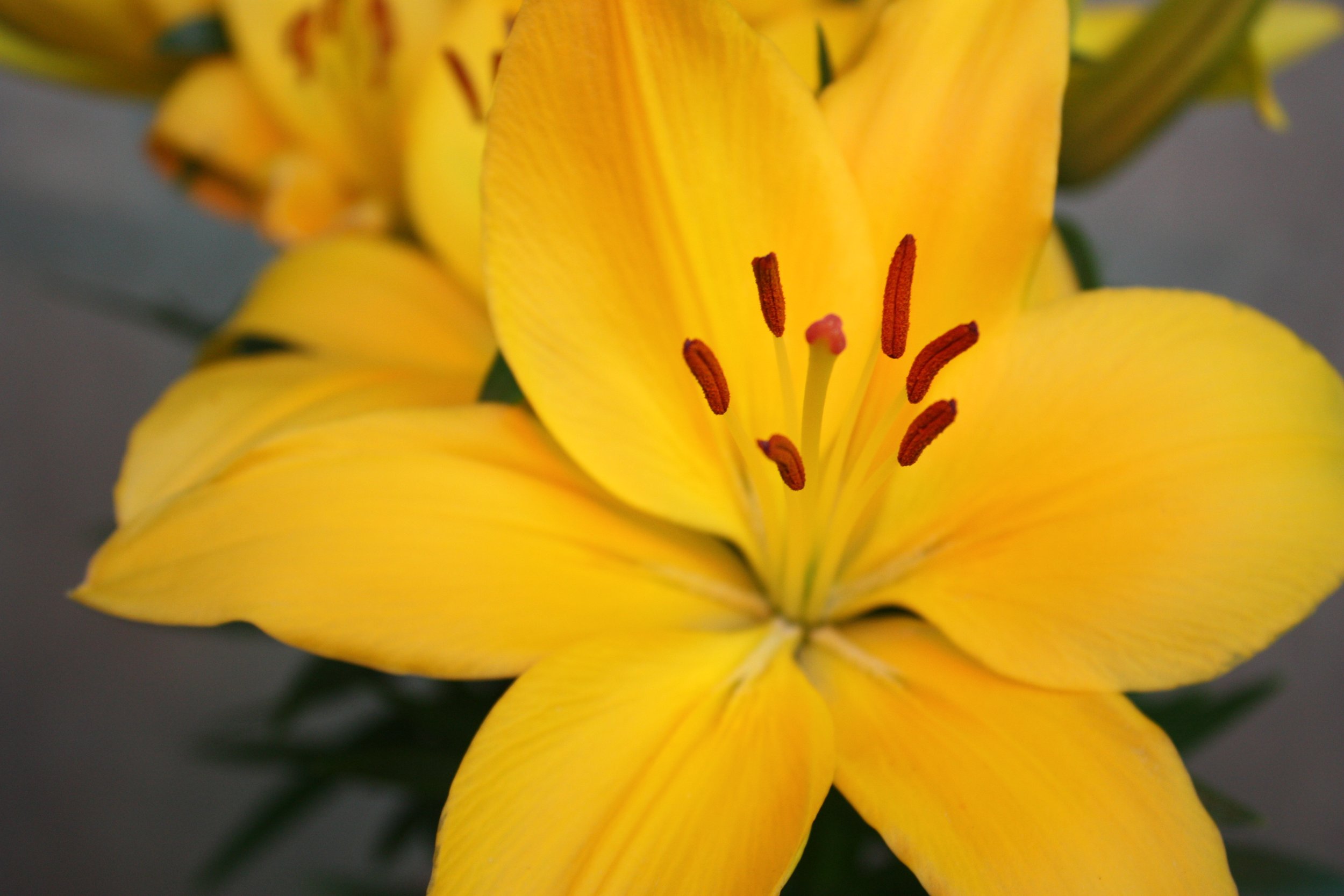 Jane W. - Yellow Lily