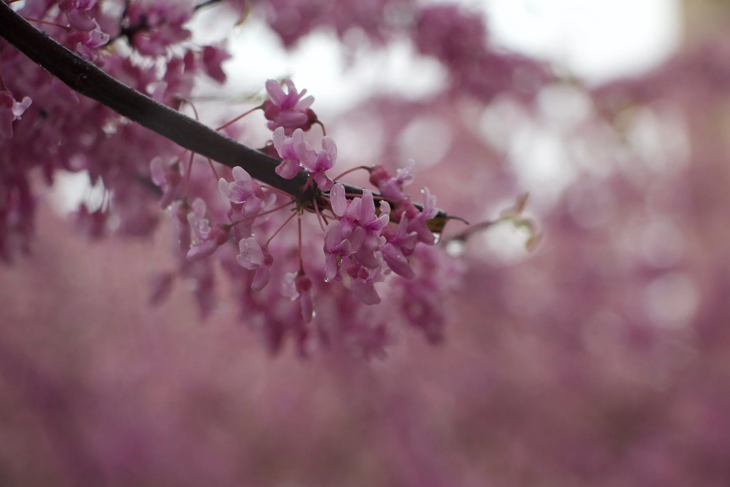 Adelynn A. - Welcome Spring: Blooming of the Flowers