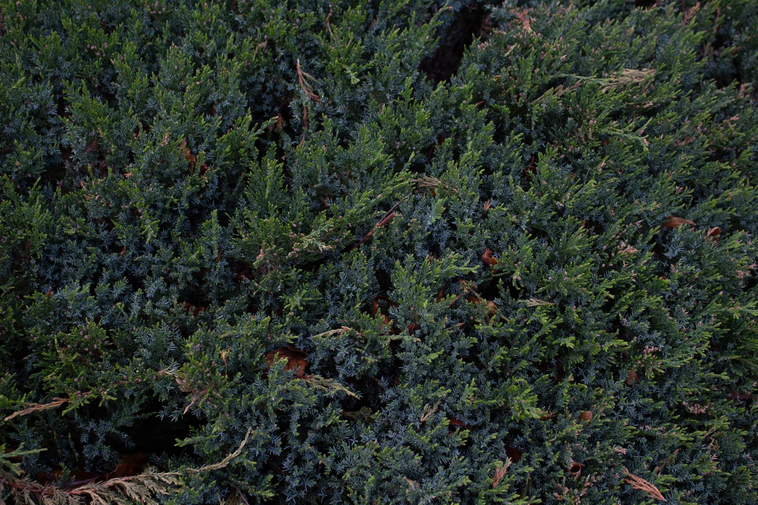 Rosie O. - False Forest