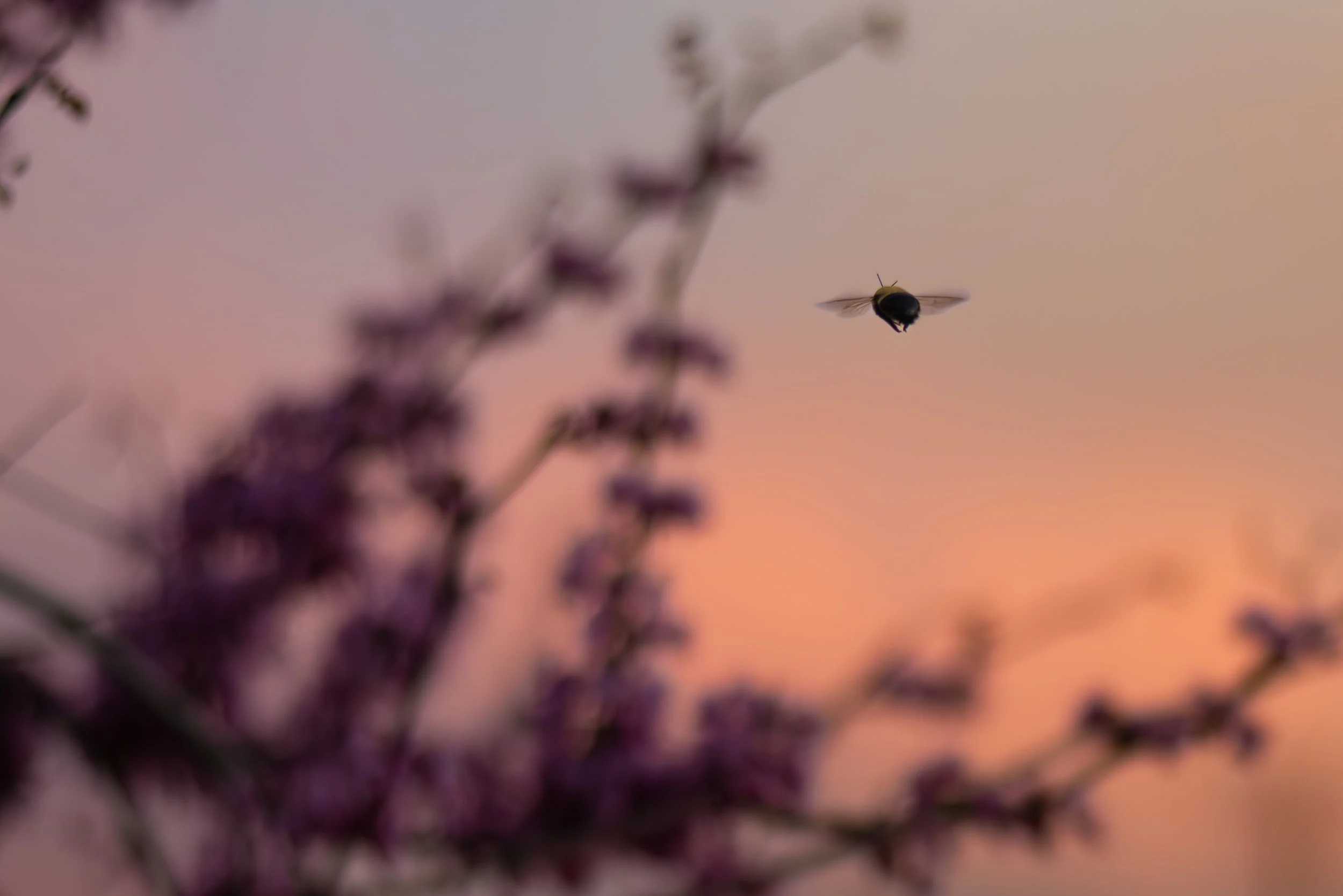 Henry H. - Evening Flight