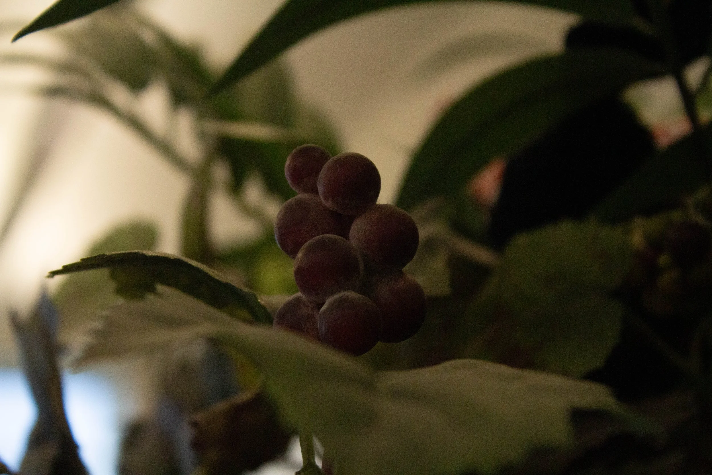 Naomi B. - Grape