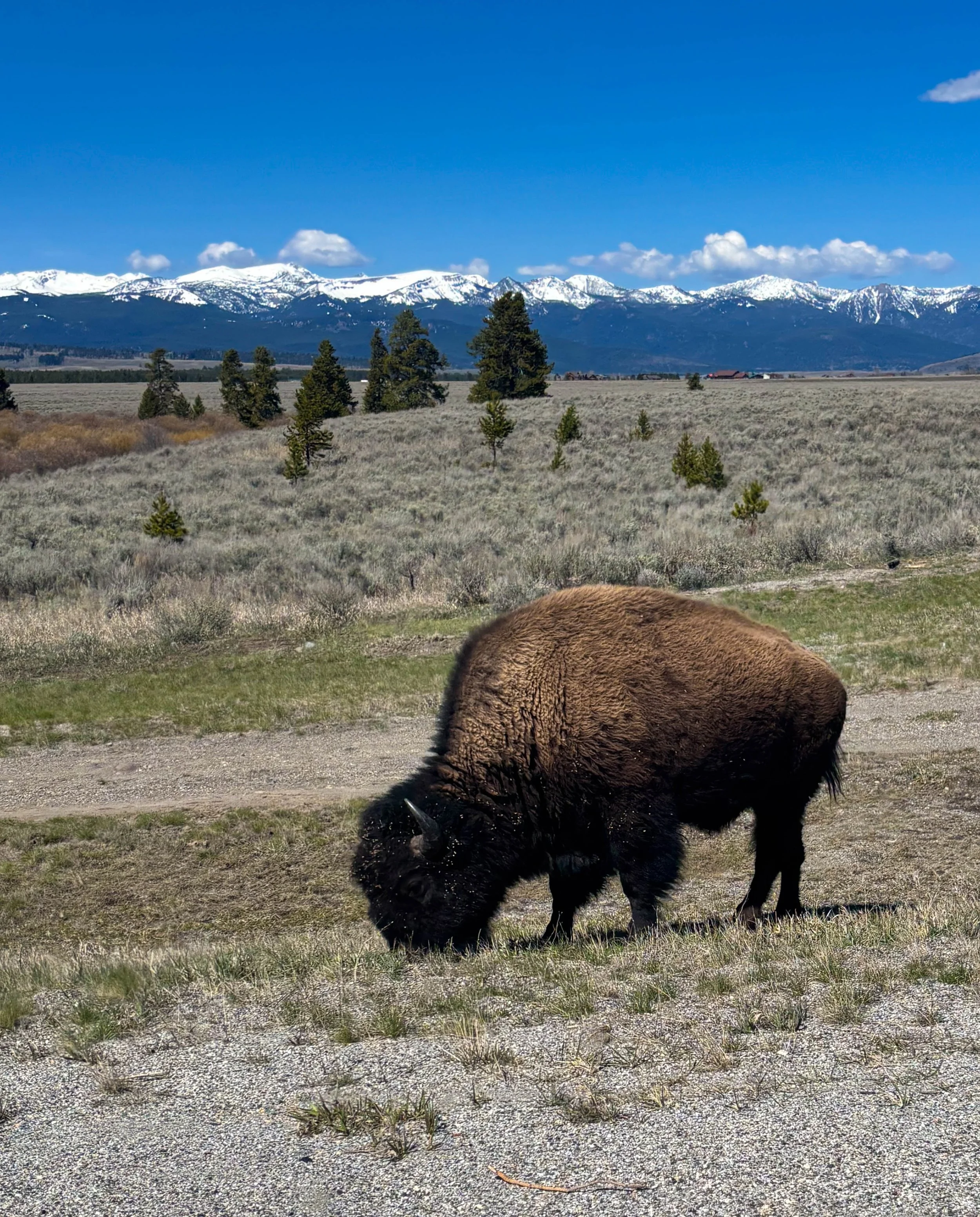 Mia G. - Grazing Bison 🏅Award of Honorable Mention