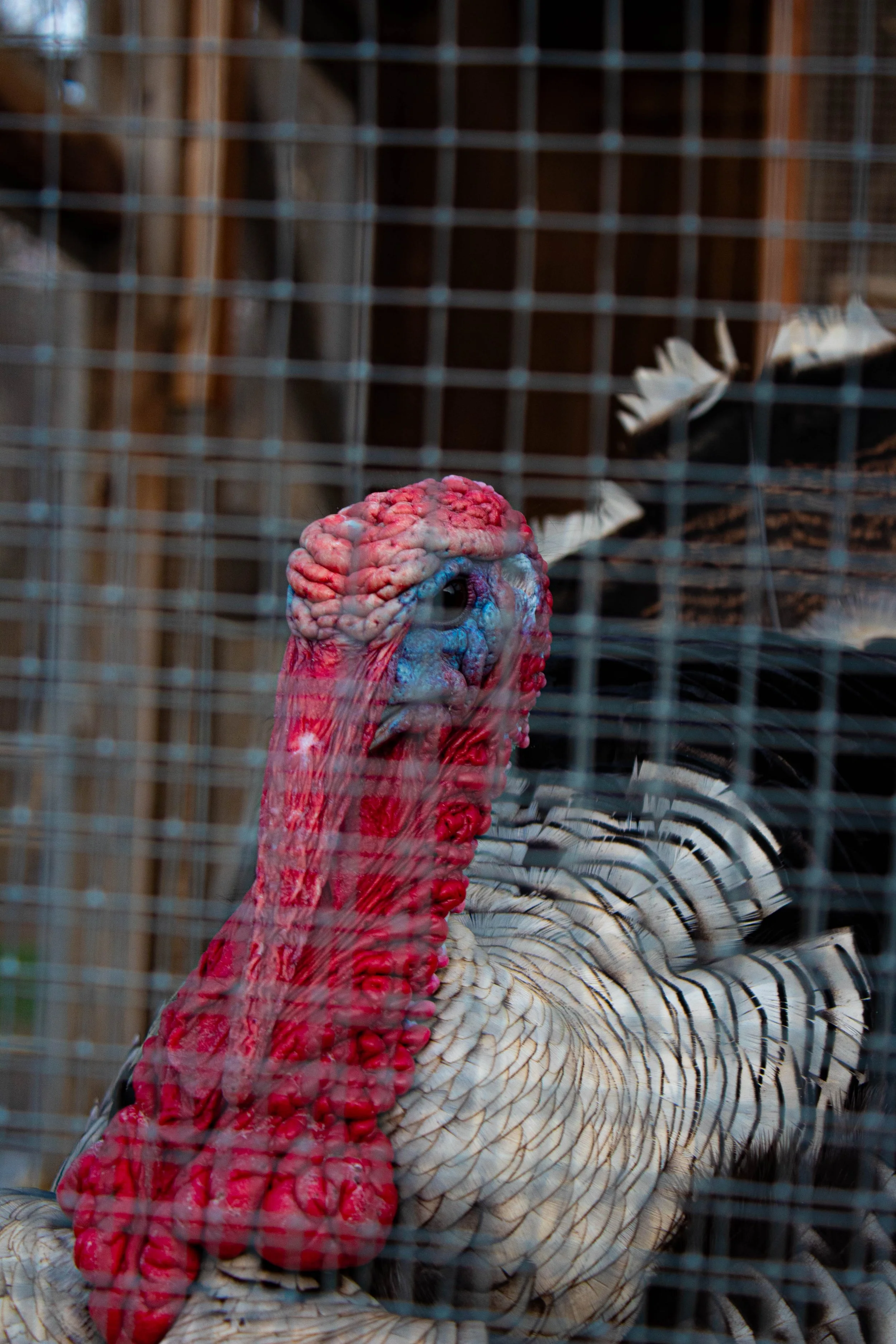 Brianna F. - Turkey Staring