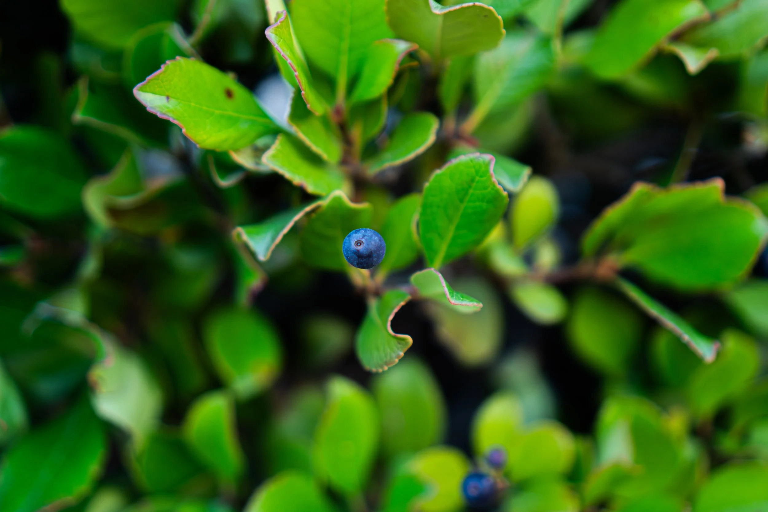 Cameron C. - Blueberry