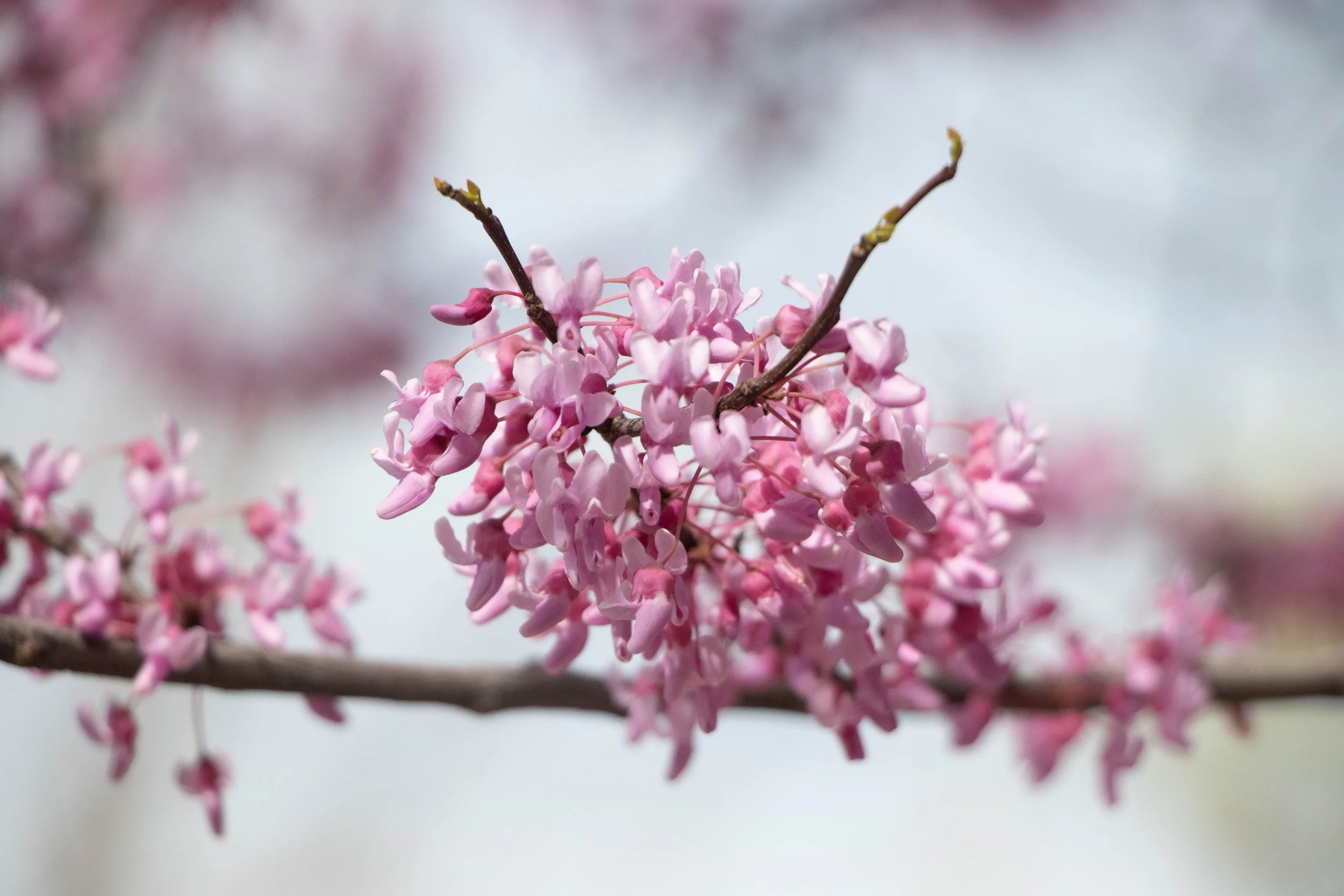 Julian M. - The Beauty of Spring 1