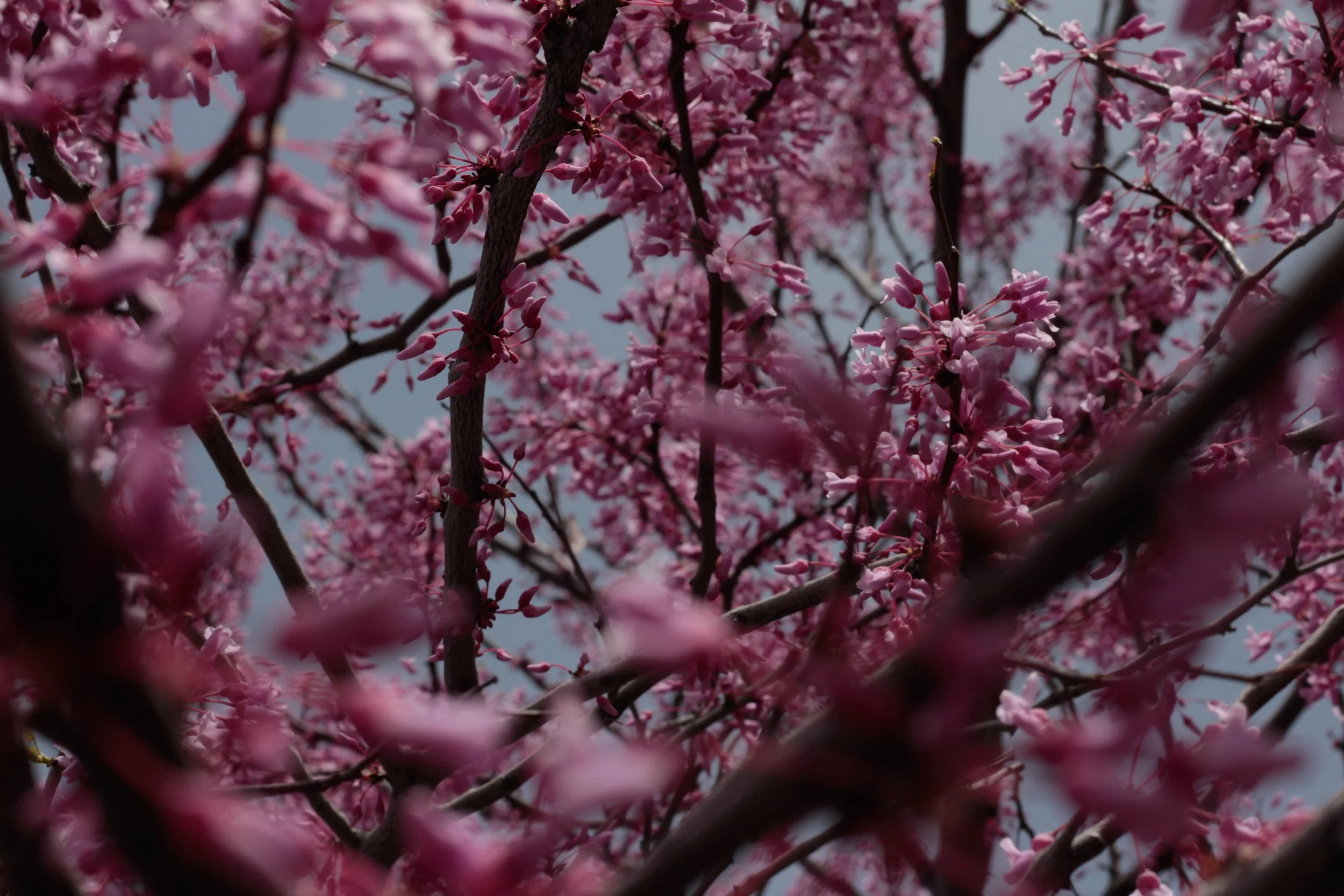 Ethan W. - Pink Jungle