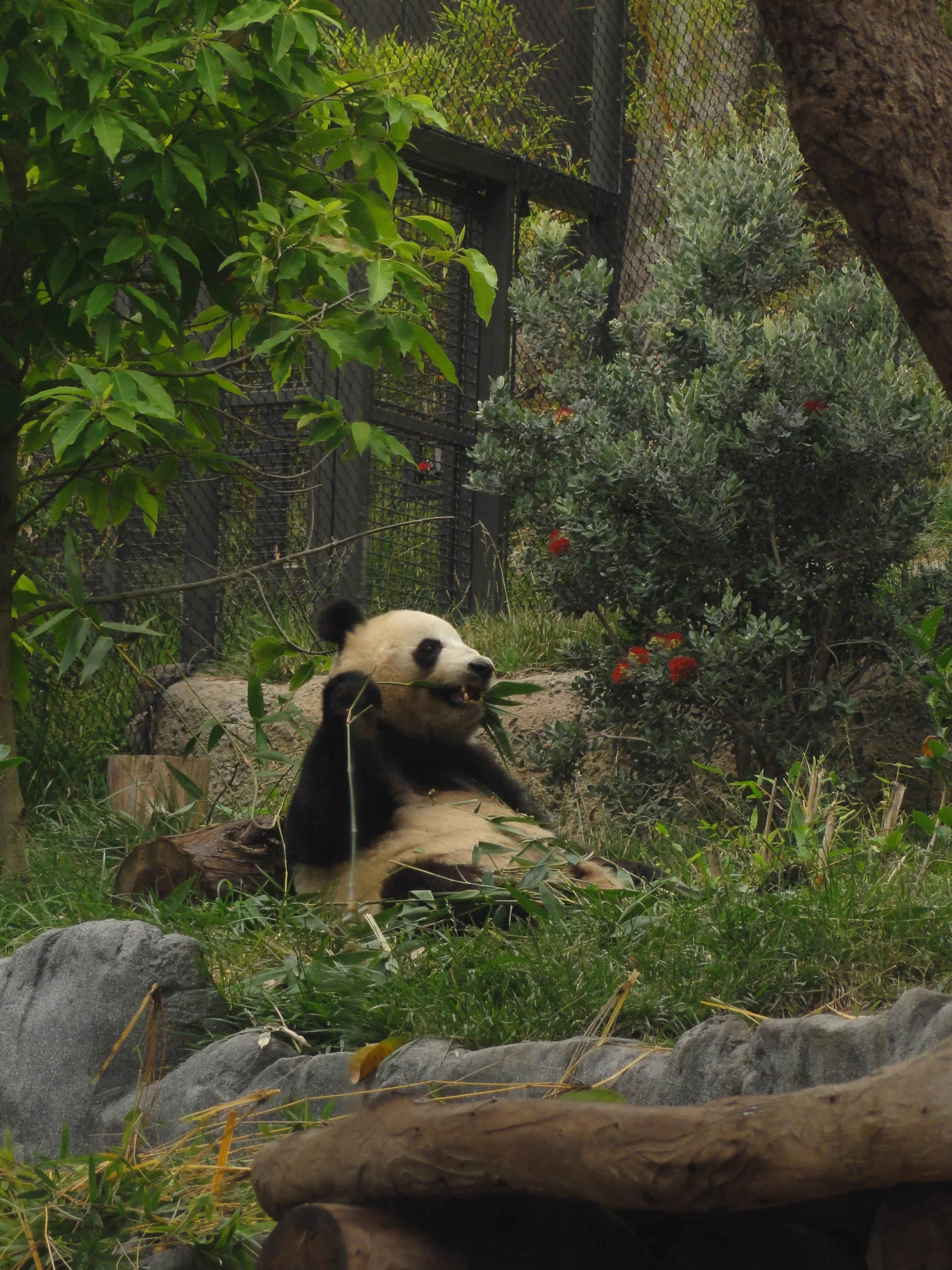 Jayne G. - Panda in the Wild 🏅Award of Merit