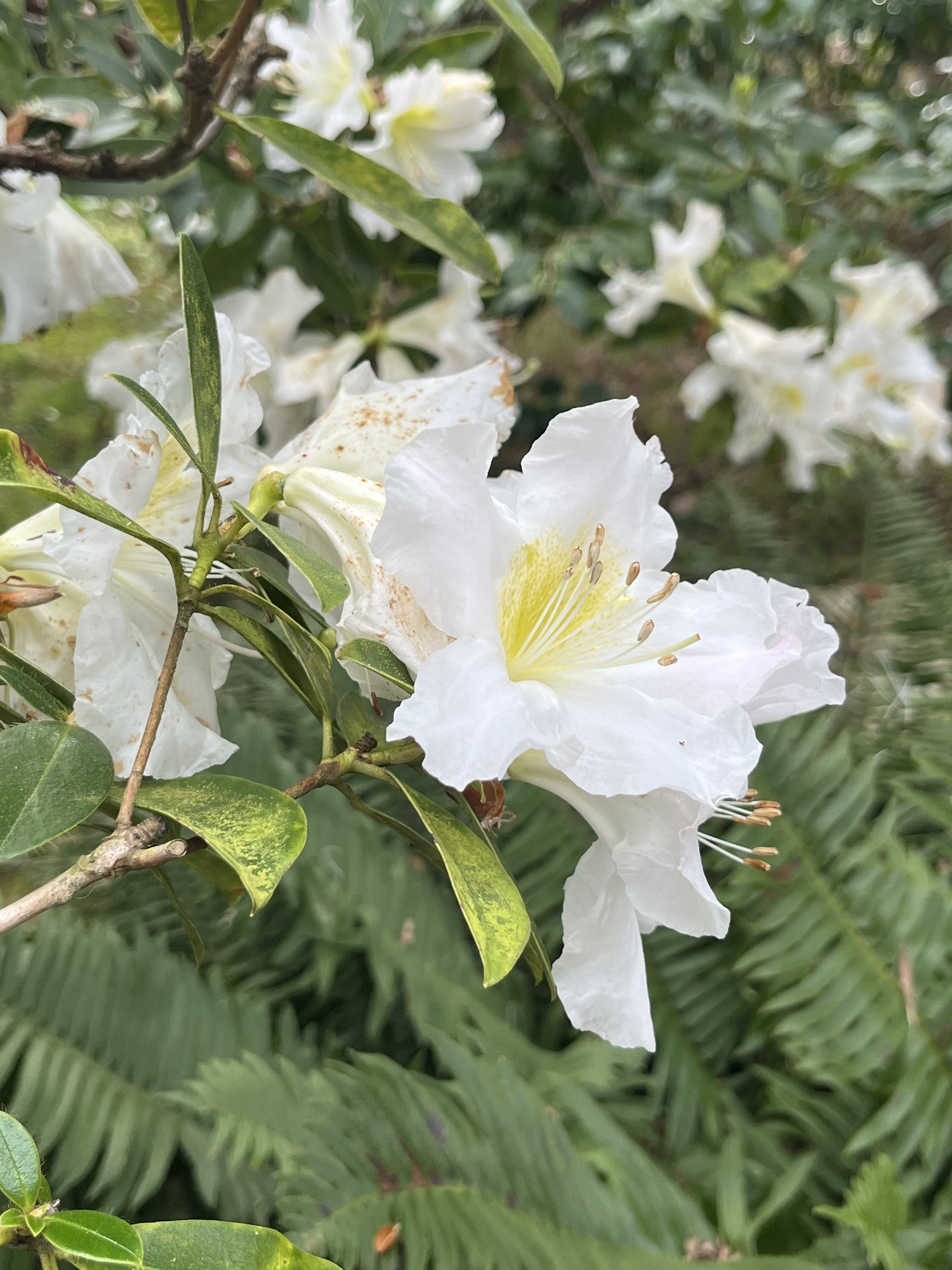 IMG_20260323_191108 (2).jpg