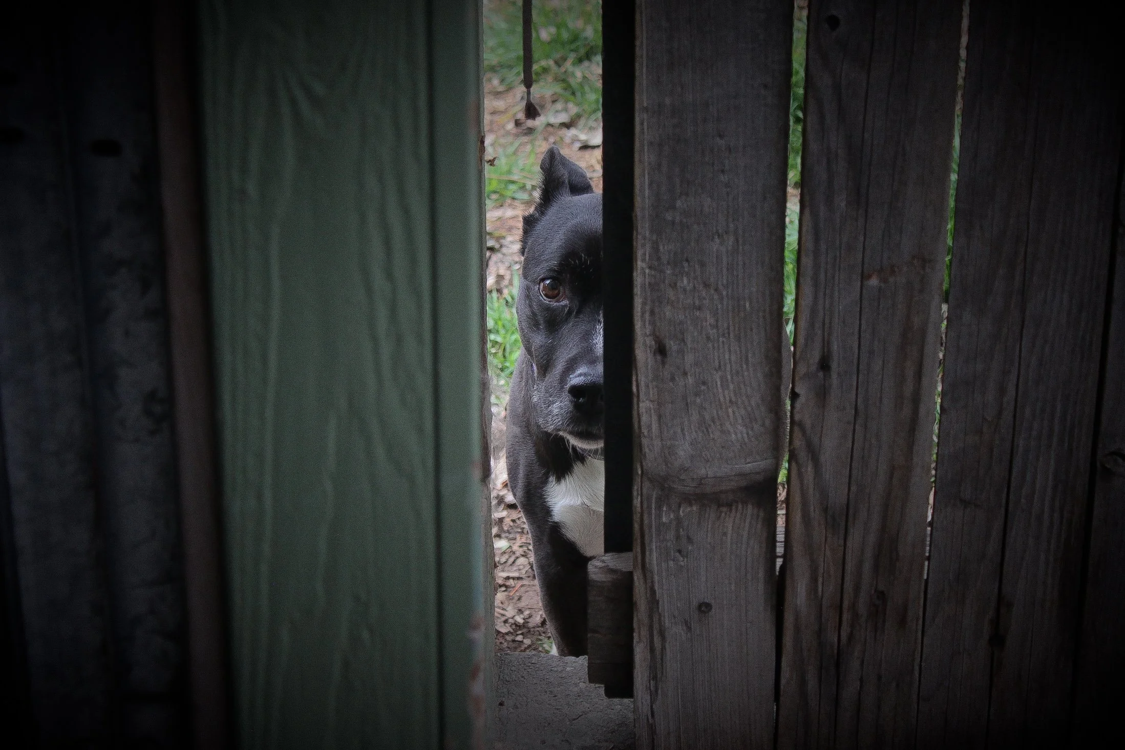 Mason H. - Abandoned Dog