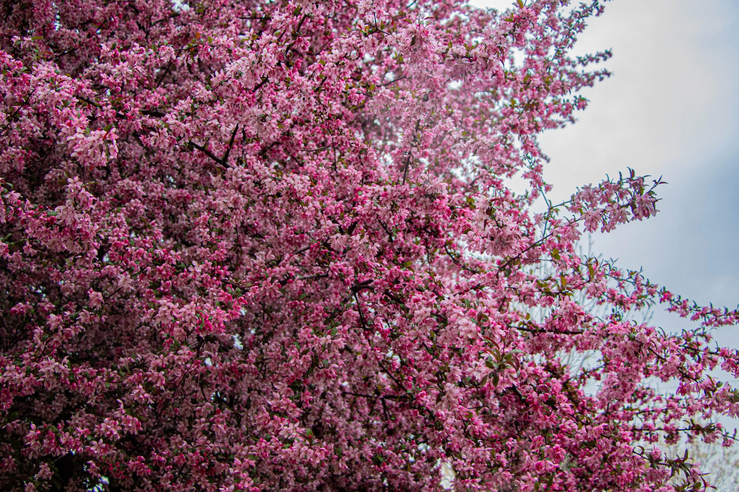 Eric S. - Flower's Bloom
