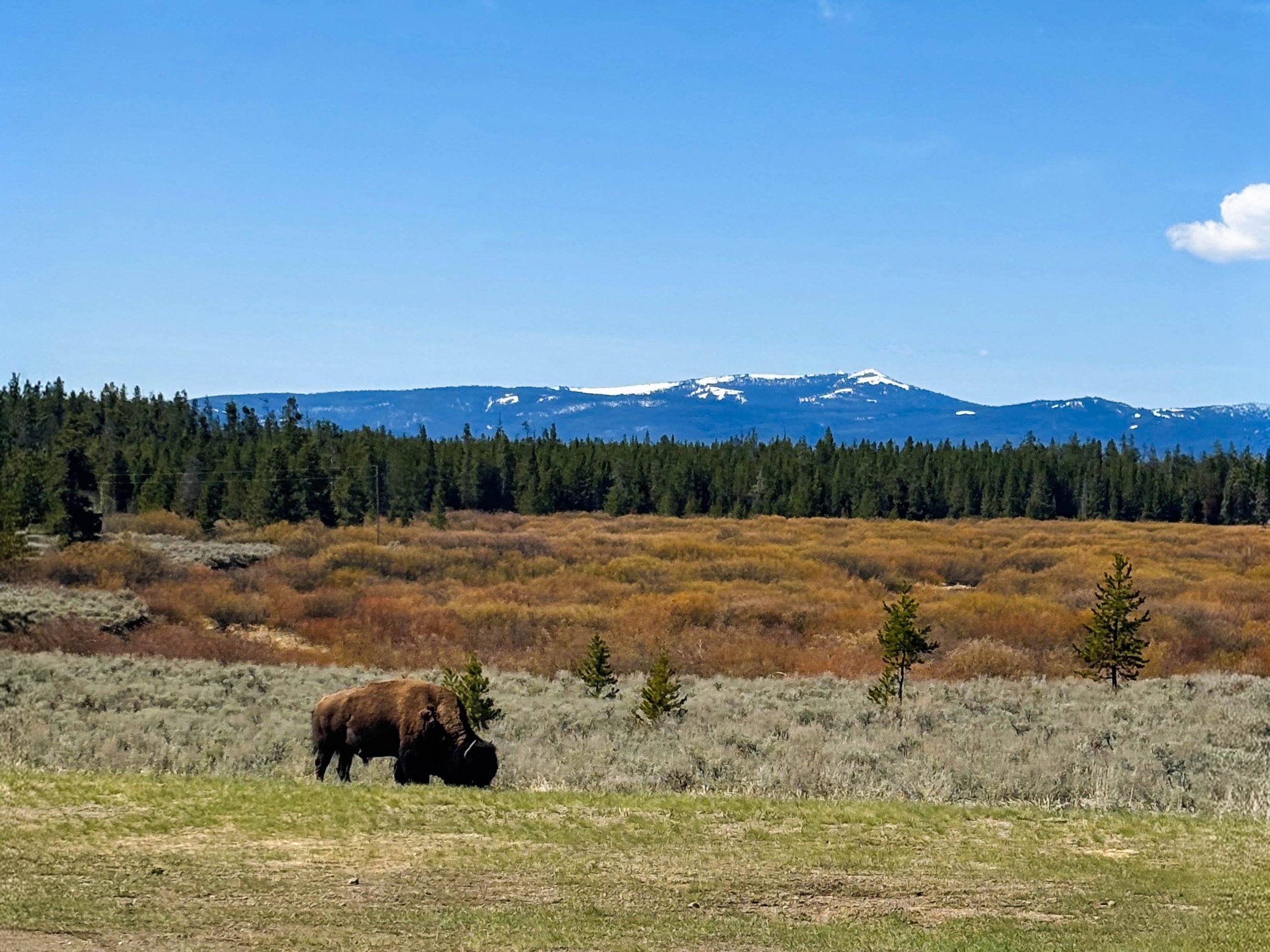 Mia G. - Bison in Spring