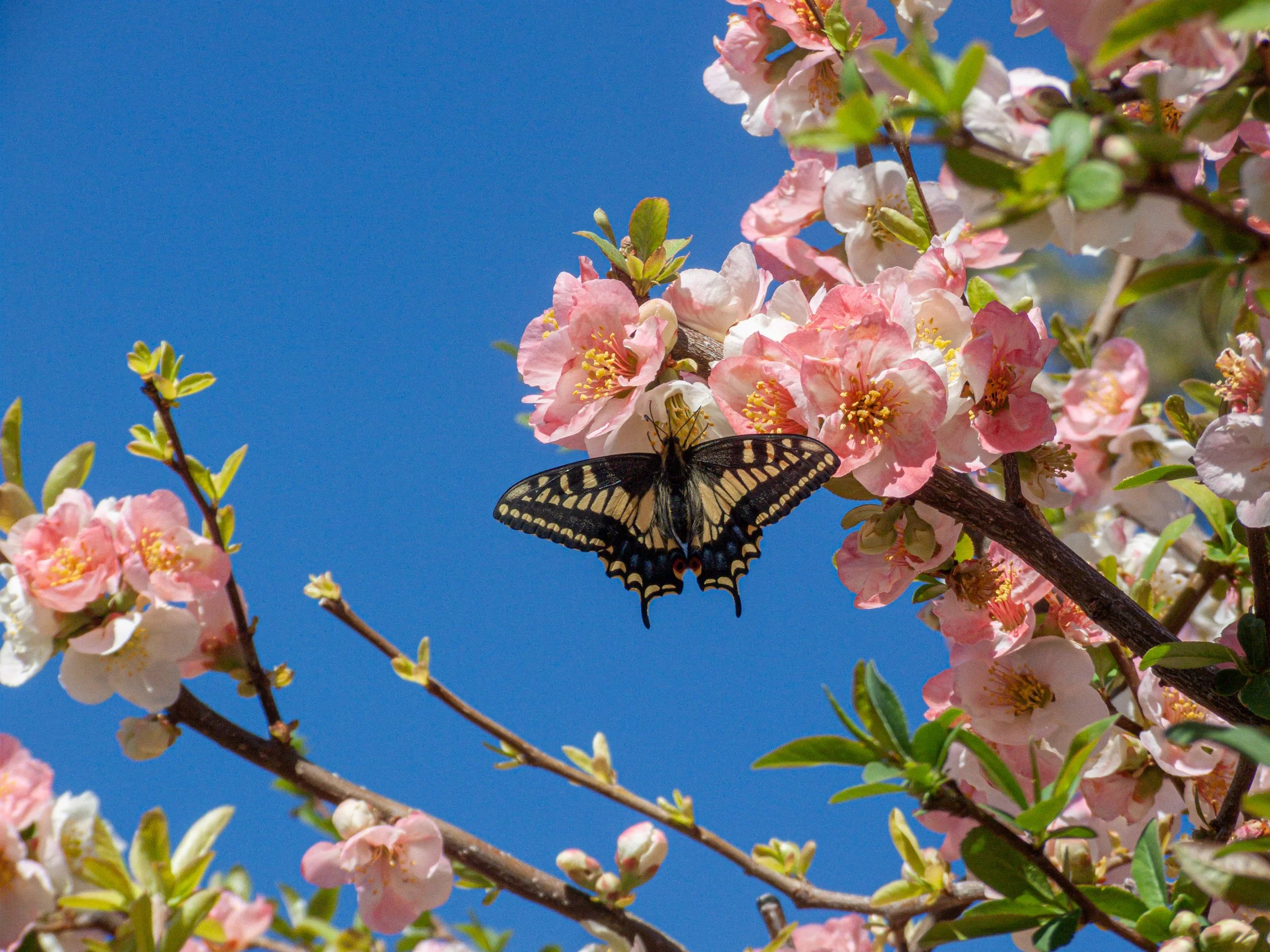 Rae C. - Tiger Swallowtail
