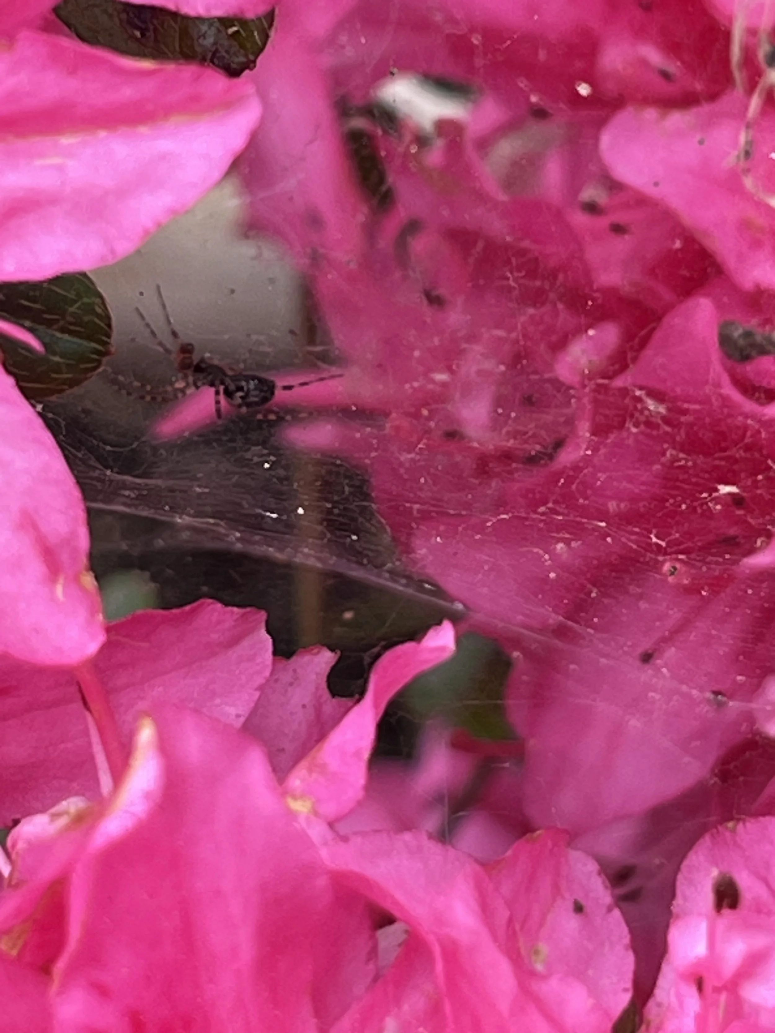 IMG_20260323_191108 (1).jpg